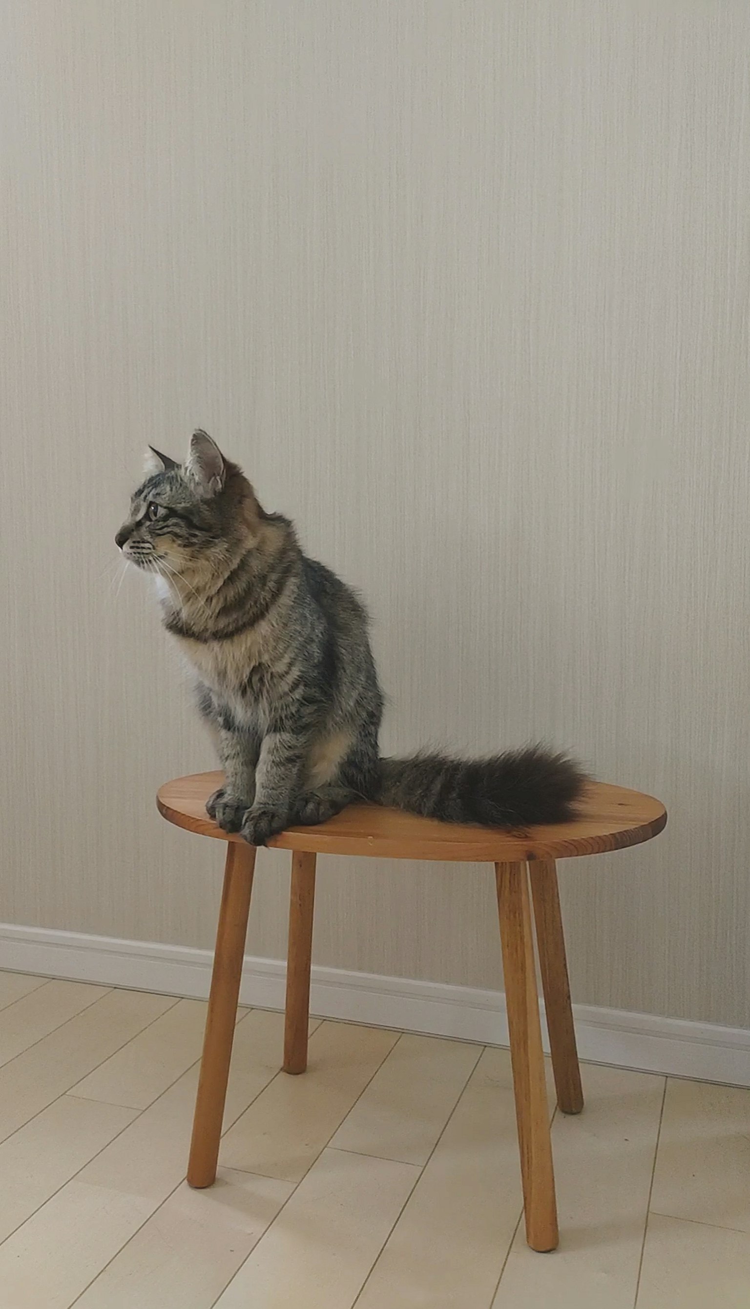 Gato sentado en un taburete de madera mirando de lado
