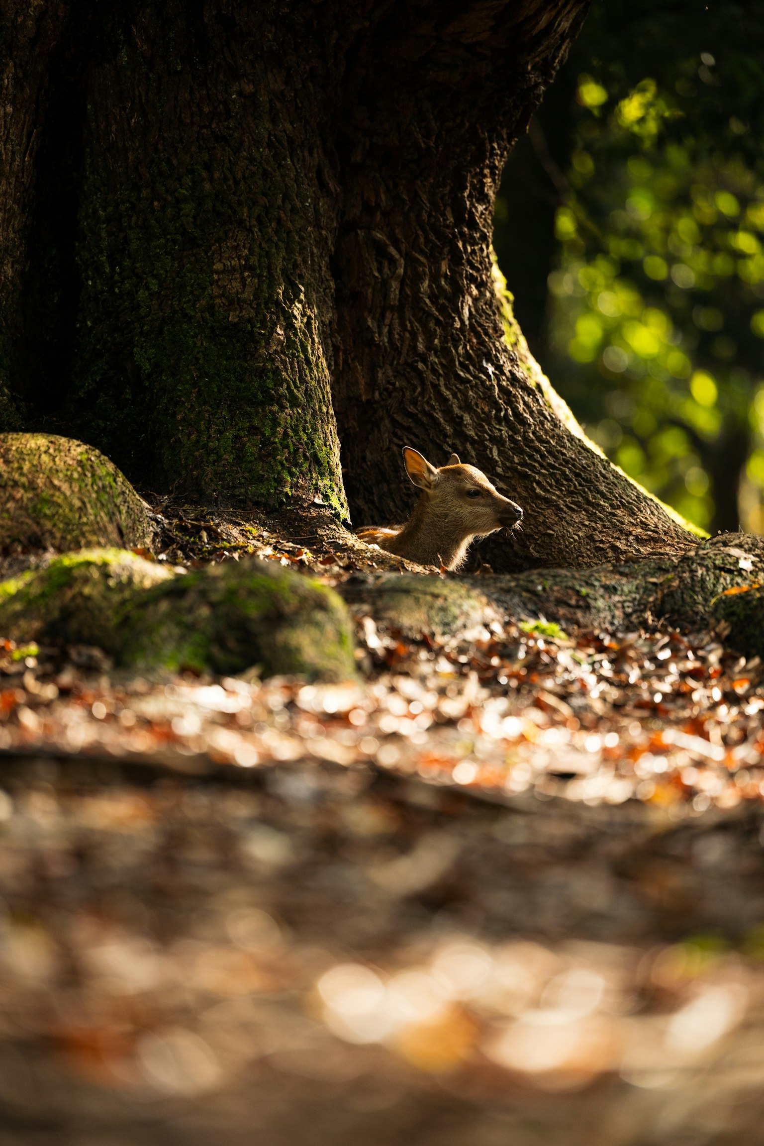 photo-YBxUaBSgsLUl2LjBiXHu-image