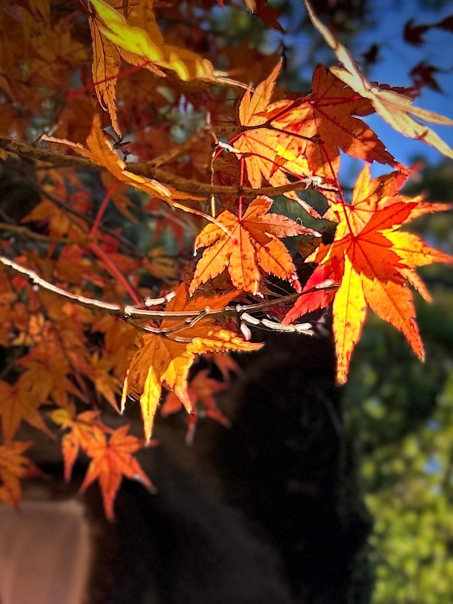 leuchtende Ahornblätter an einem Herbstzweig