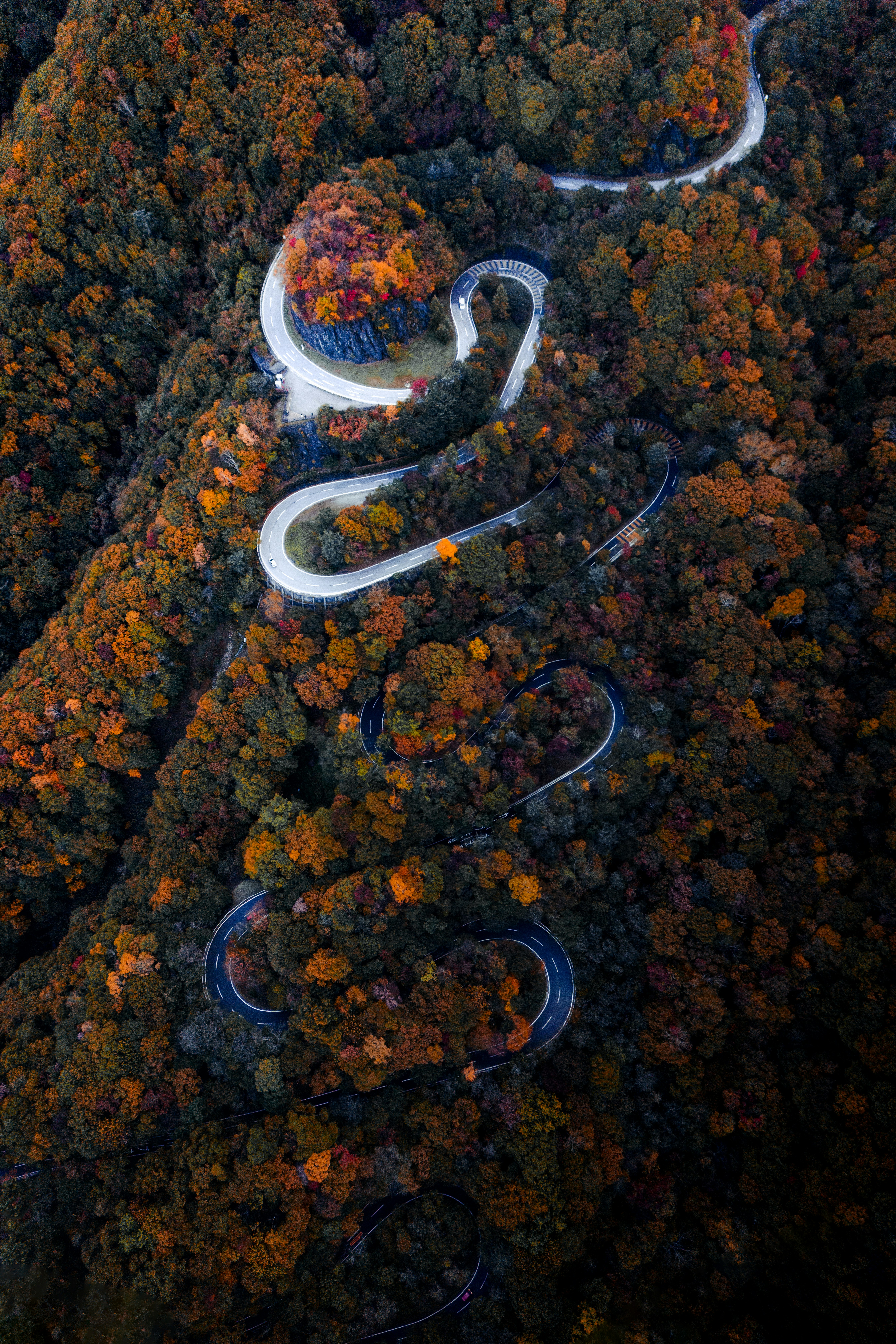 紅葉の森を縫う蛇行する遊歩道の空撮画像