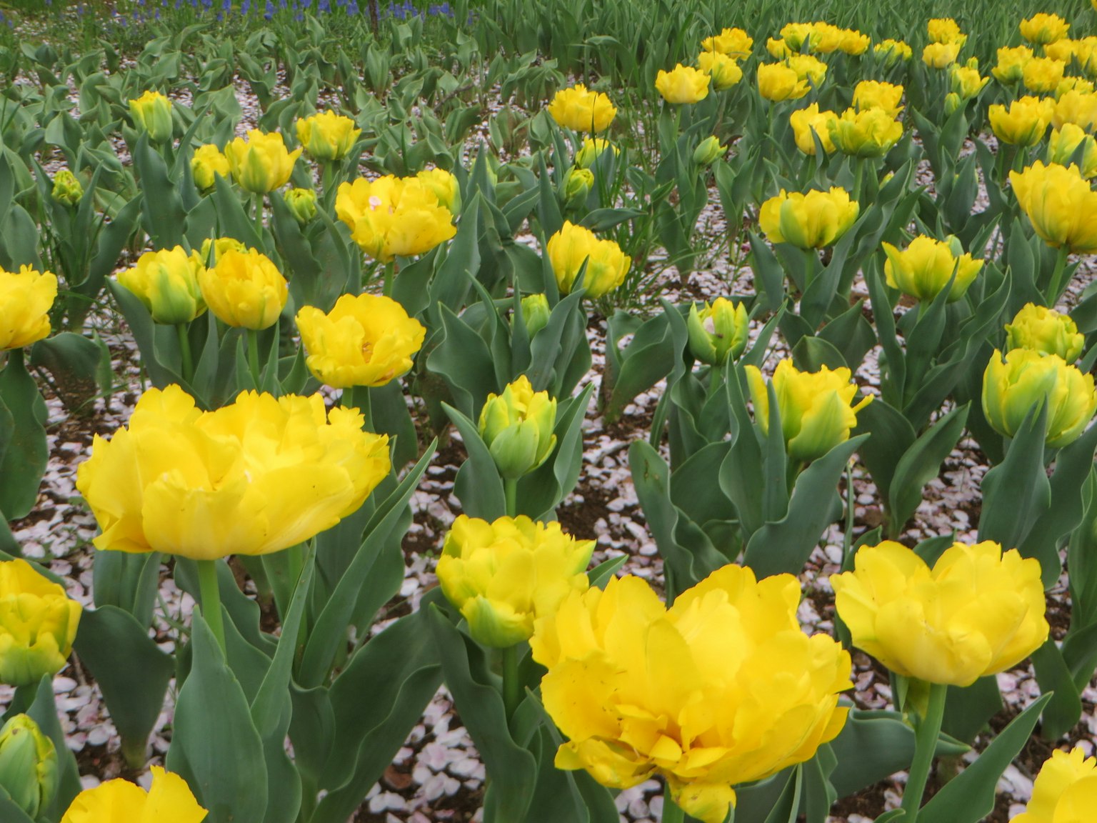 Champ de tulipes jaunes en fleurs avec des feuilles vertes
