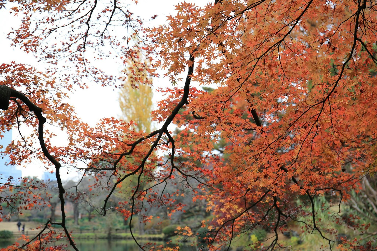 Herbstlandschaft mit lebhaften roten und orangefarbenen Blättern
