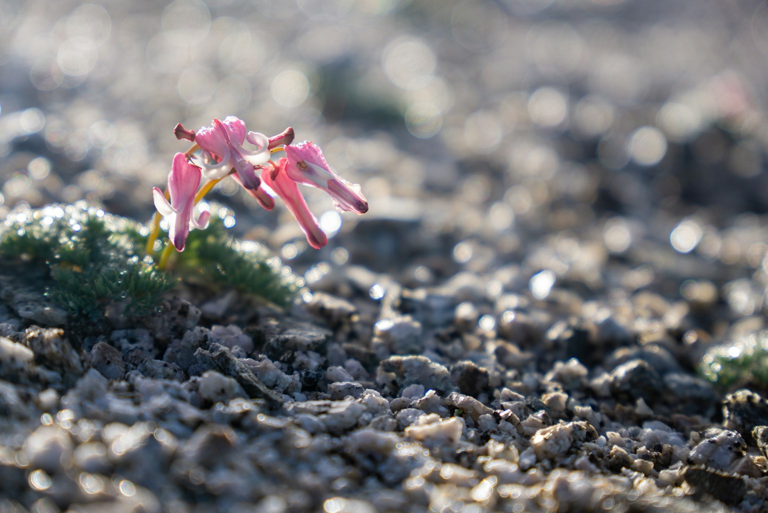 Petite fleur rose fleurissant sur le sol avec un fond de gravier