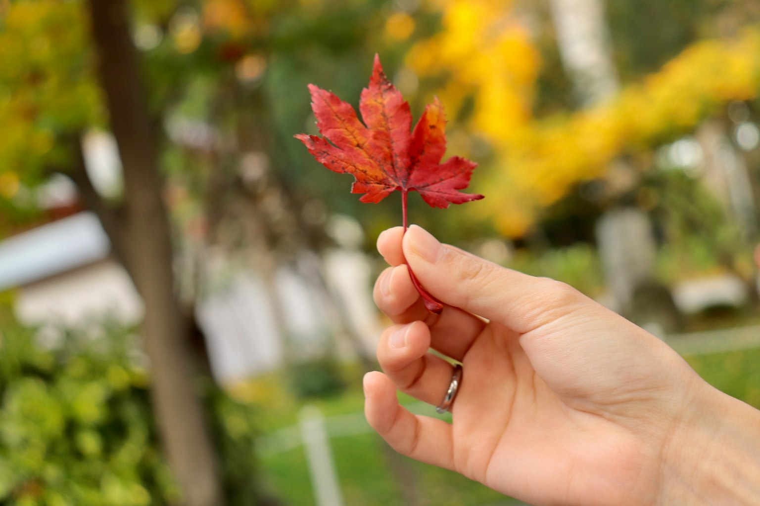 Eine Hand hält ein rotes Ahornblatt mit einem herbstlichen Hintergrund