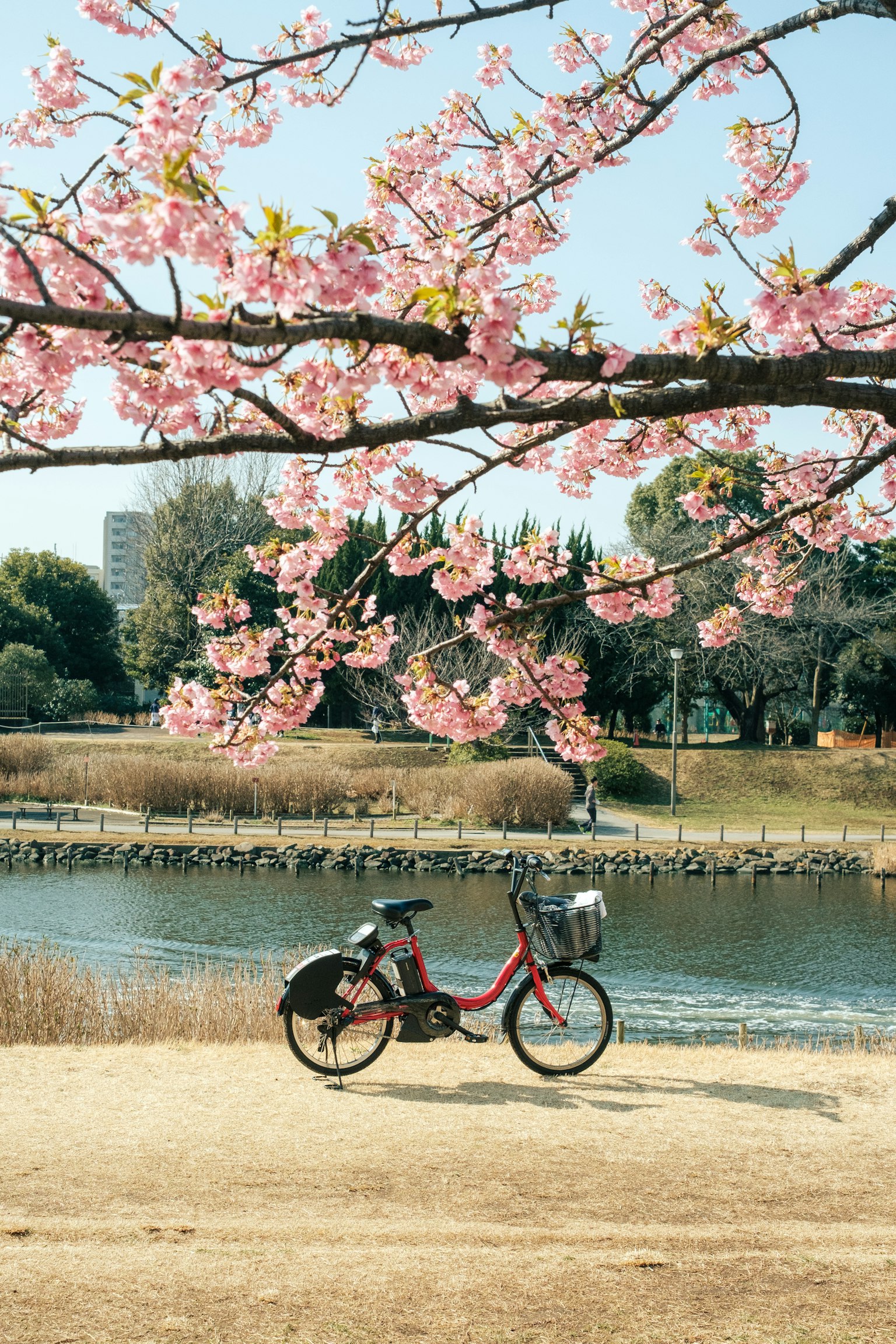 Rotes Fahrrad unter einem blühenden Kirschbaum an einem ruhigen Fluss