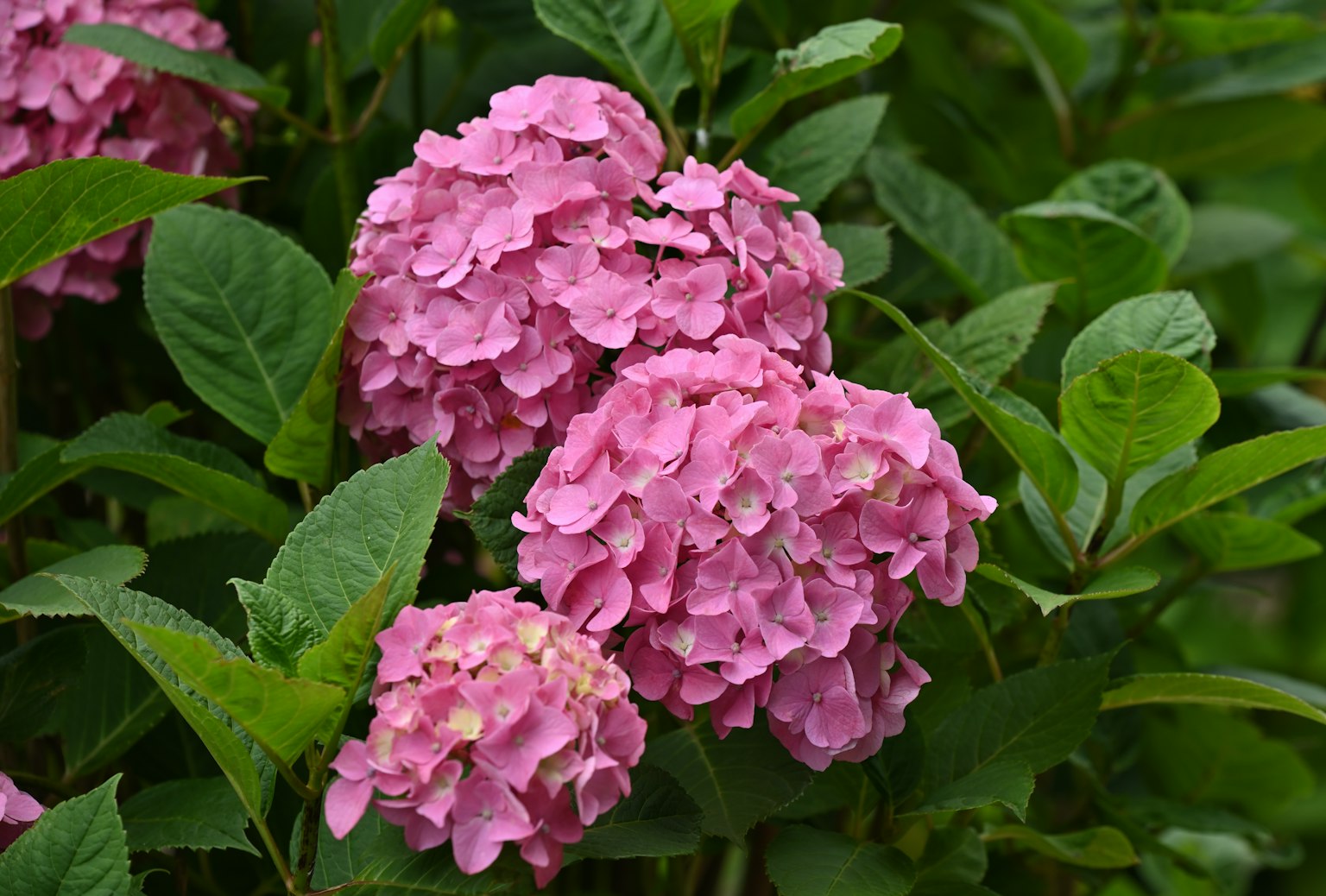 Pink hydrangea flowers surrounded by green leaves