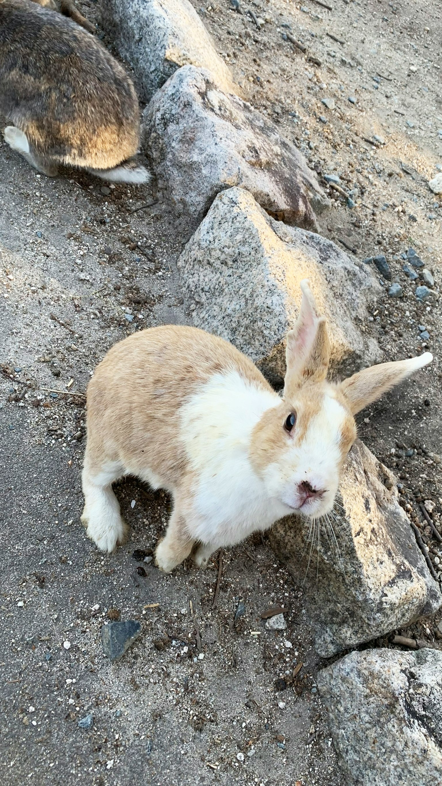 Ein brauner und weißer Hase sitzt neben Steinen