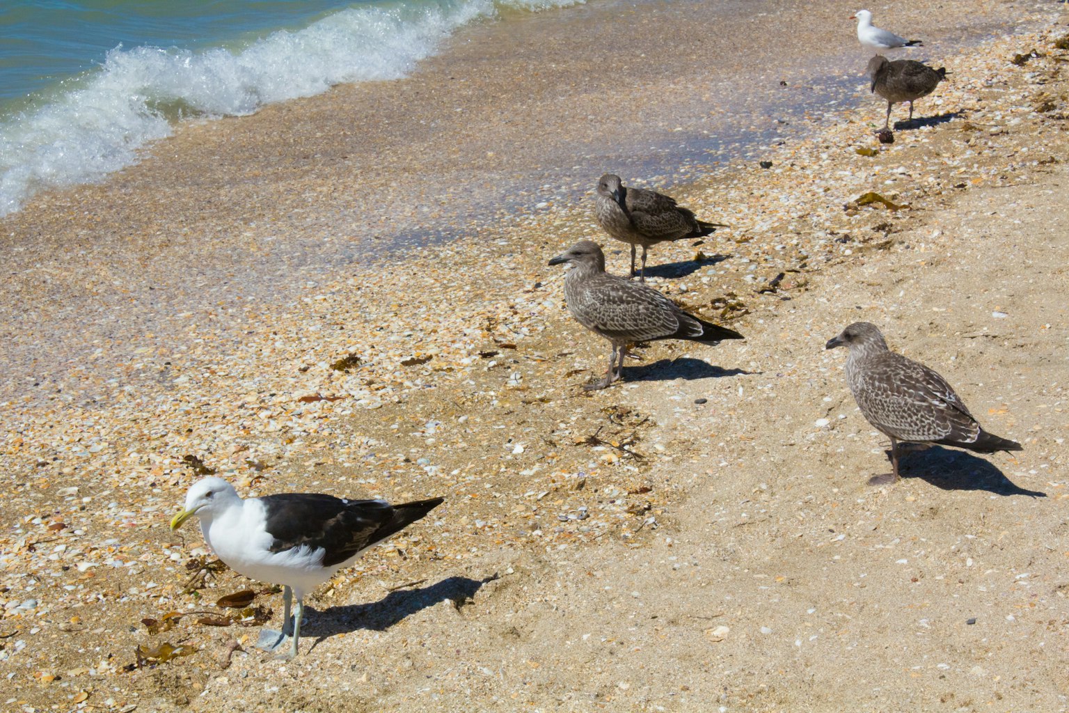 Eine Gruppe von Möwen, die am Sandstrand stehen, mit Ozeanwellen im Hintergrund