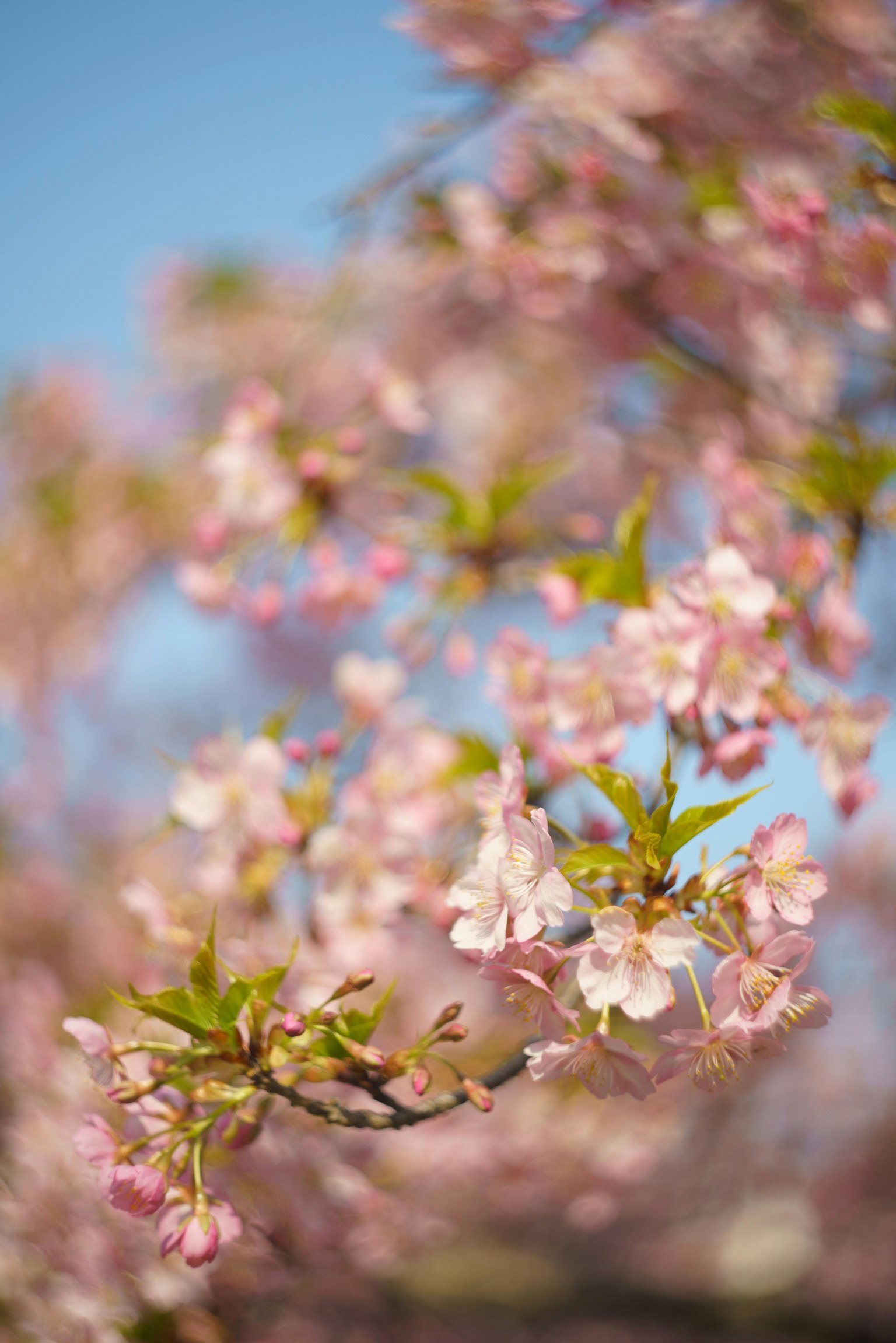 Close-up of cherry blossom branches with pink flowers against a blue sky