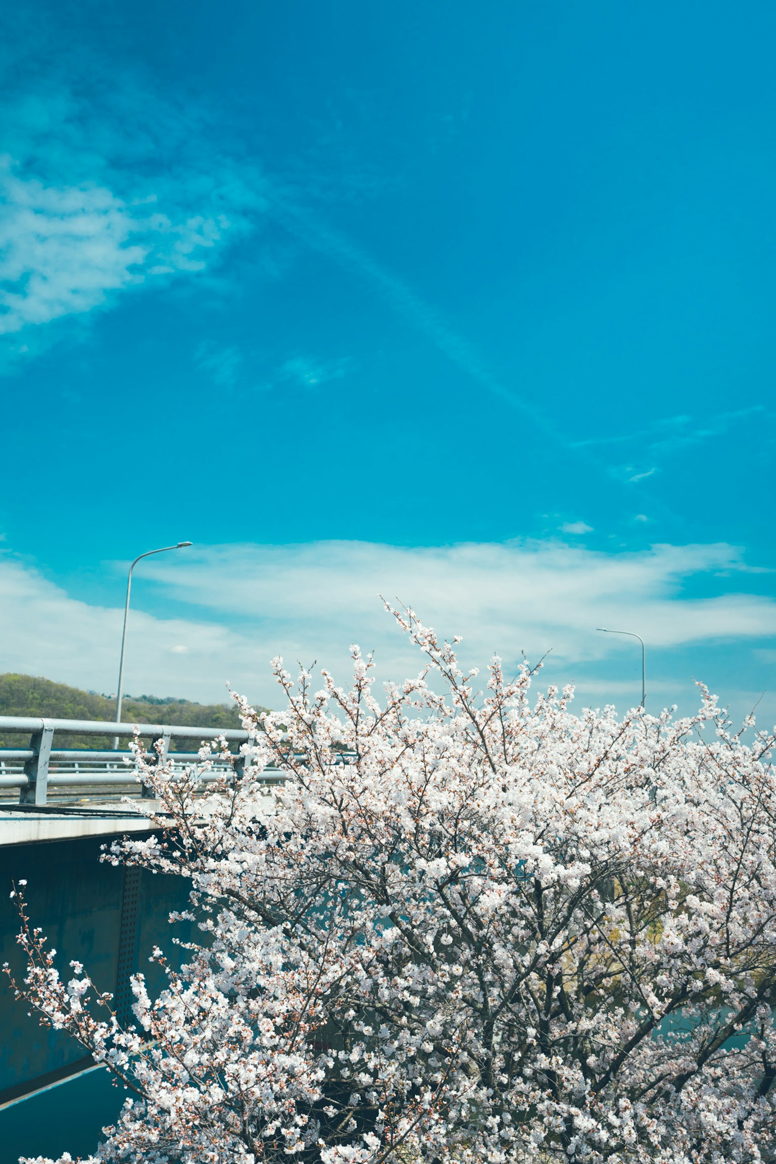 Arbre de cerisier sous un ciel bleu avec un pont en arrière-plan