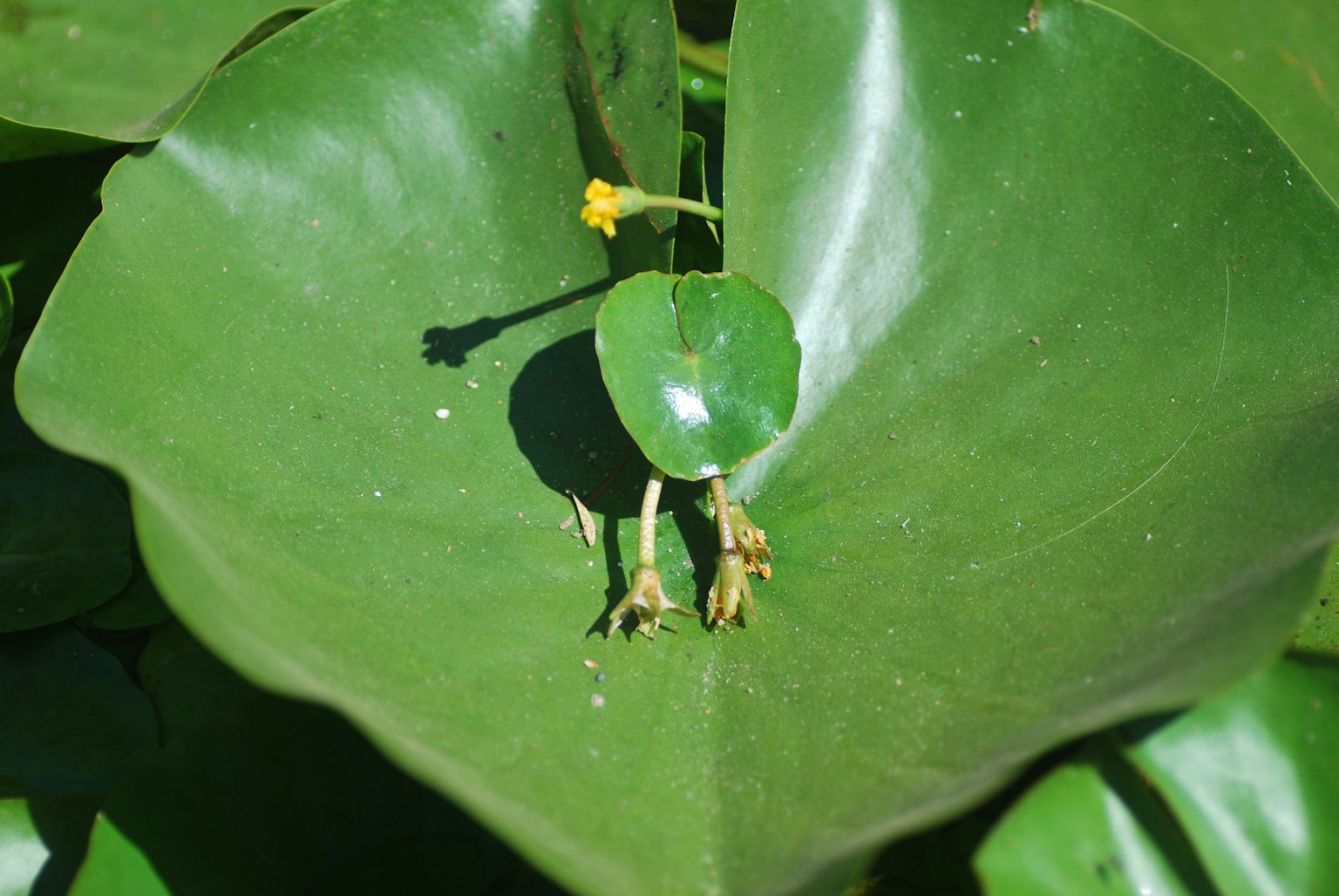 A frog-like creature sitting on a large green leaf