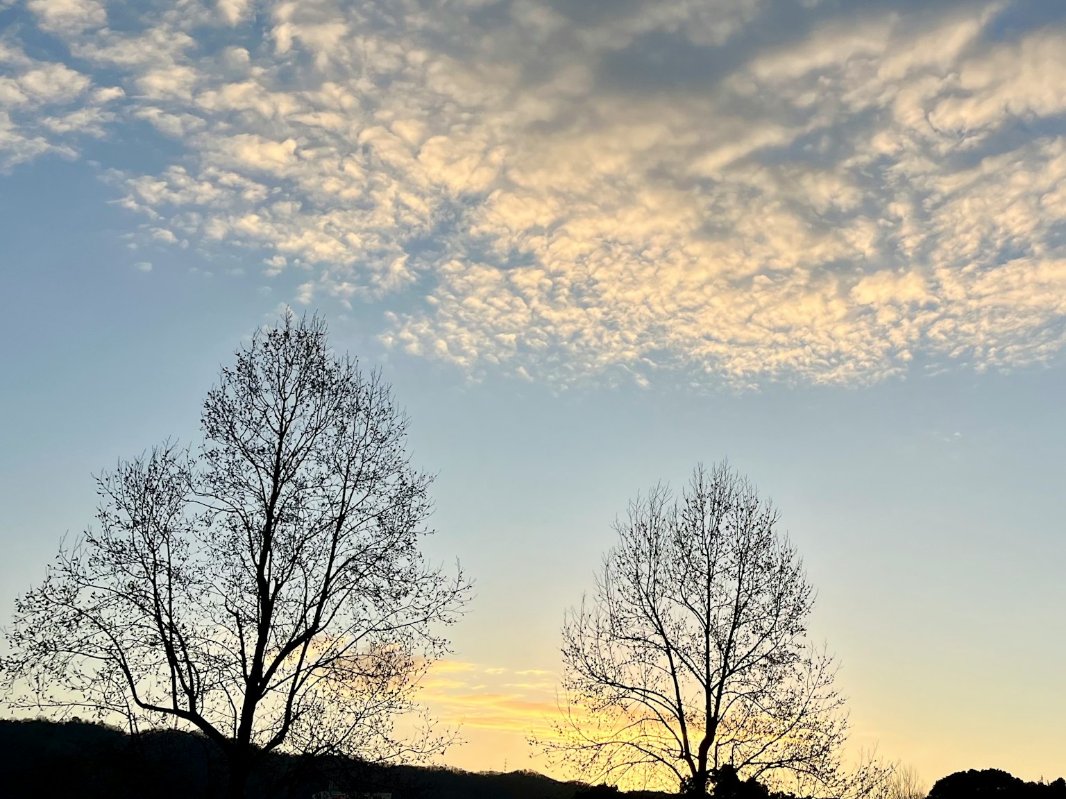 Silhouette di due alberi contro un cielo al crepuscolo