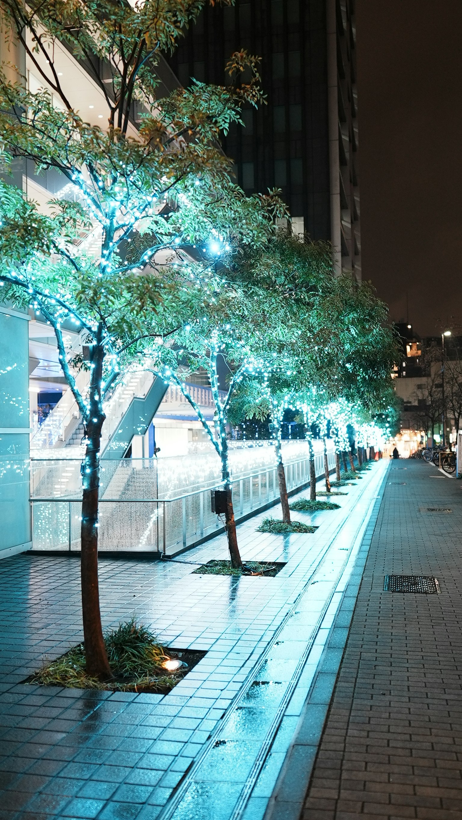 夜晚被藍光照亮的林蔭道