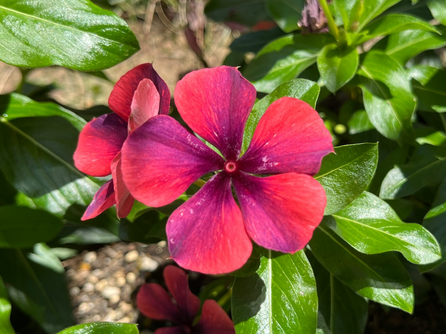 Nahaufnahme einer lebhaften rot-violetten Blume auf einer grünen Pflanze