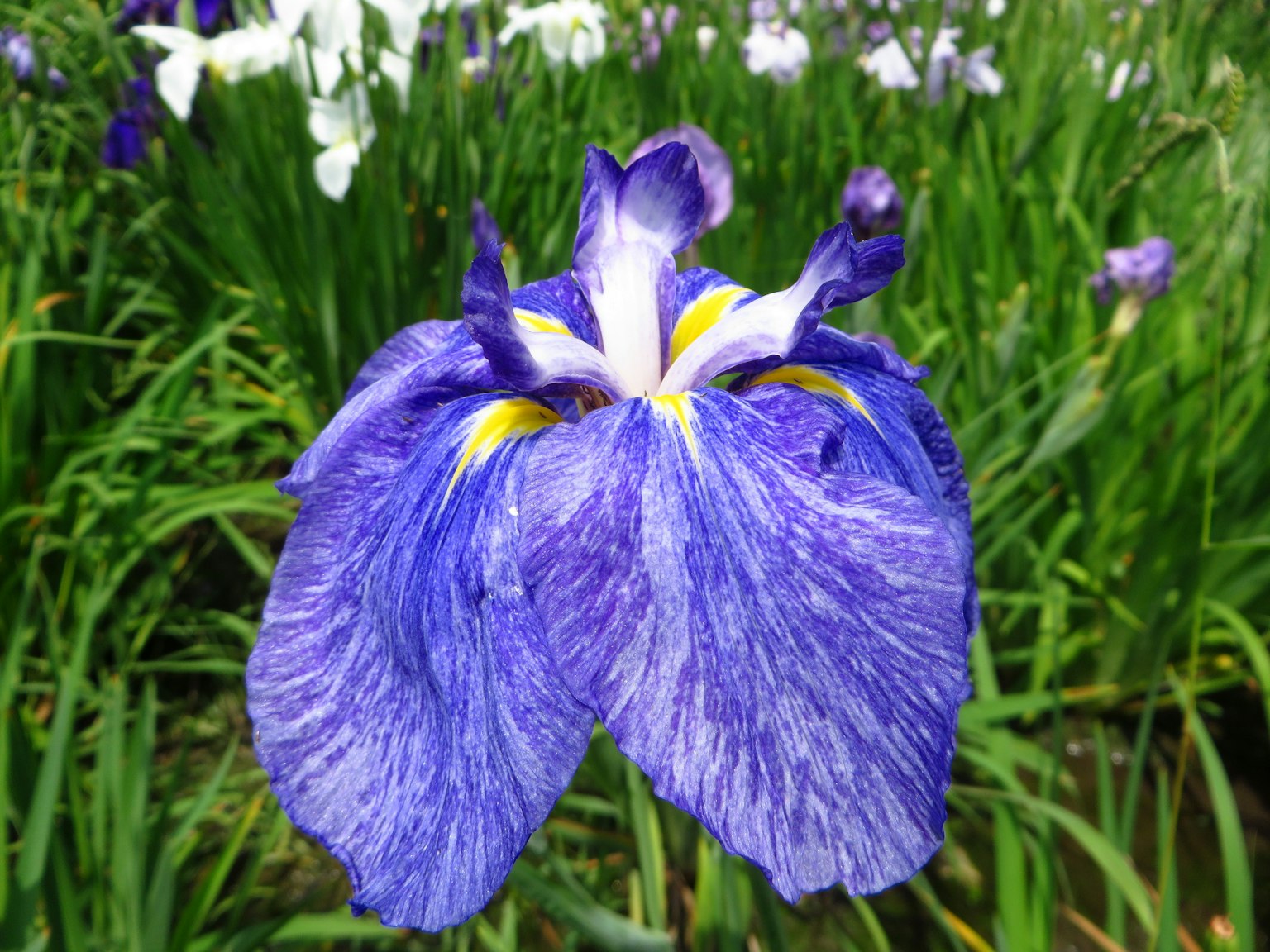 Primo piano di un fiore d'iris blu vivace con accenti gialli