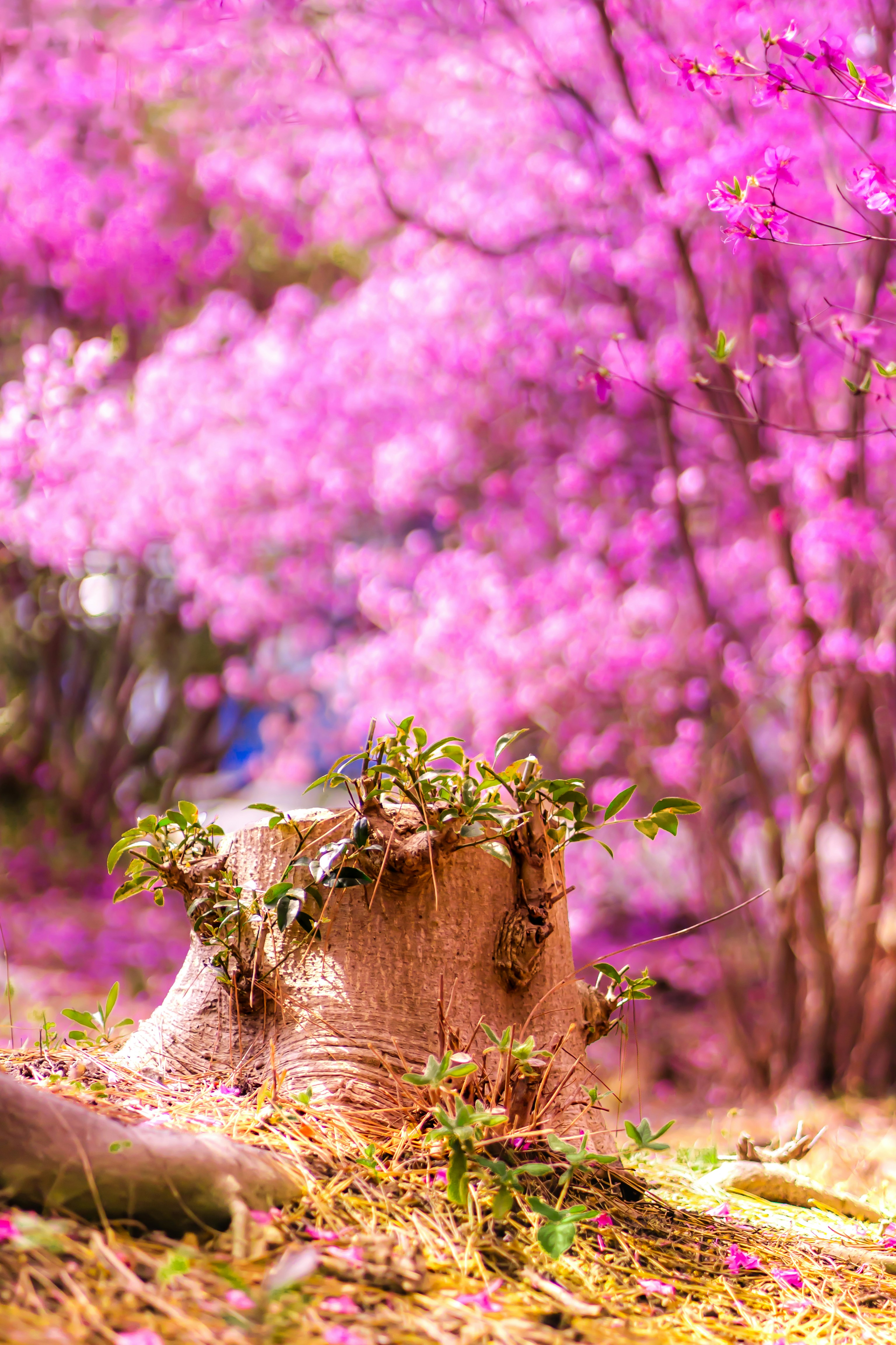 兵庫の春の花畑で咲くピンクの花と切り株のある風景