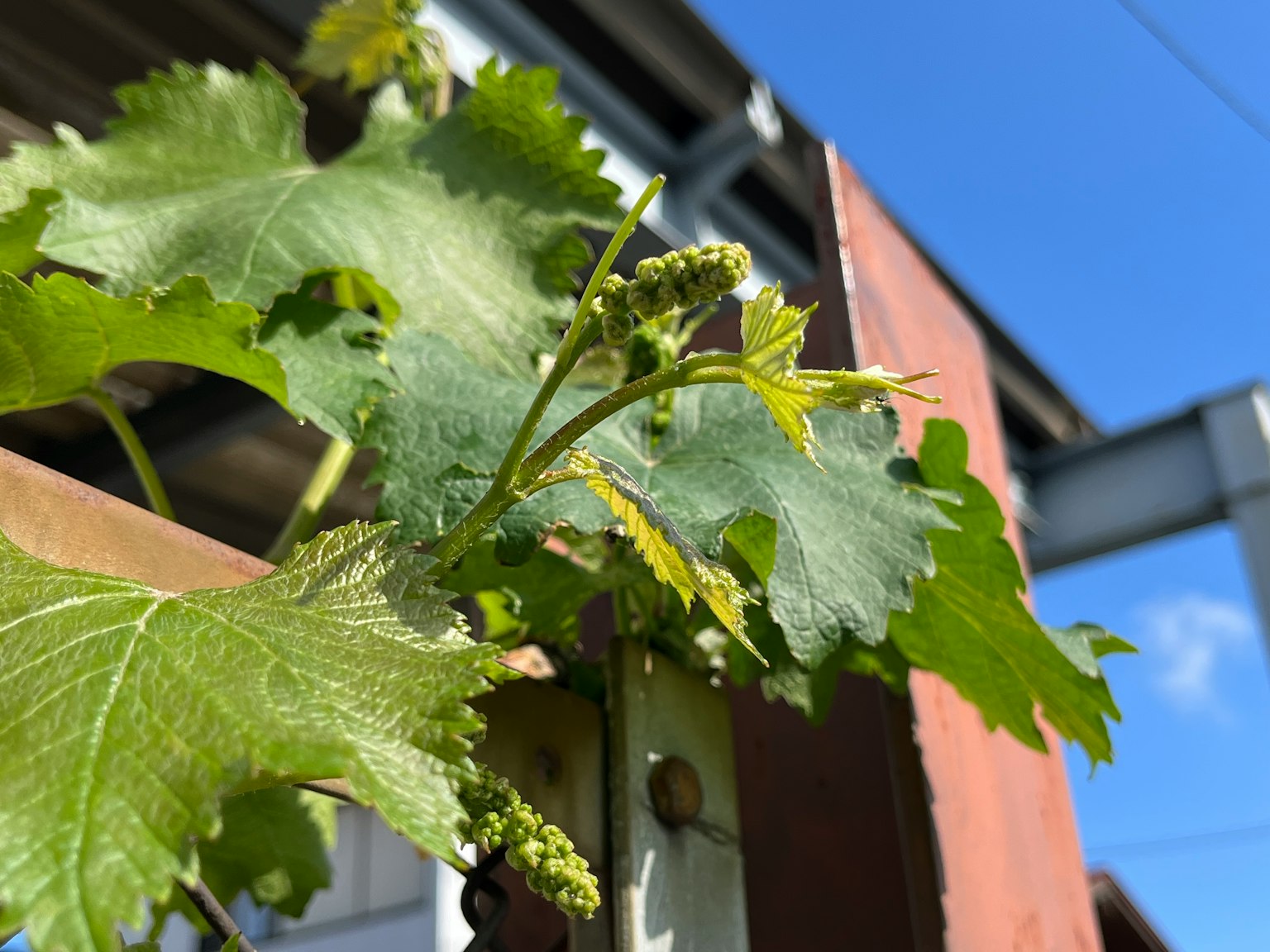 Grapevine avec des feuilles et des bourgeons sous un ciel bleu
