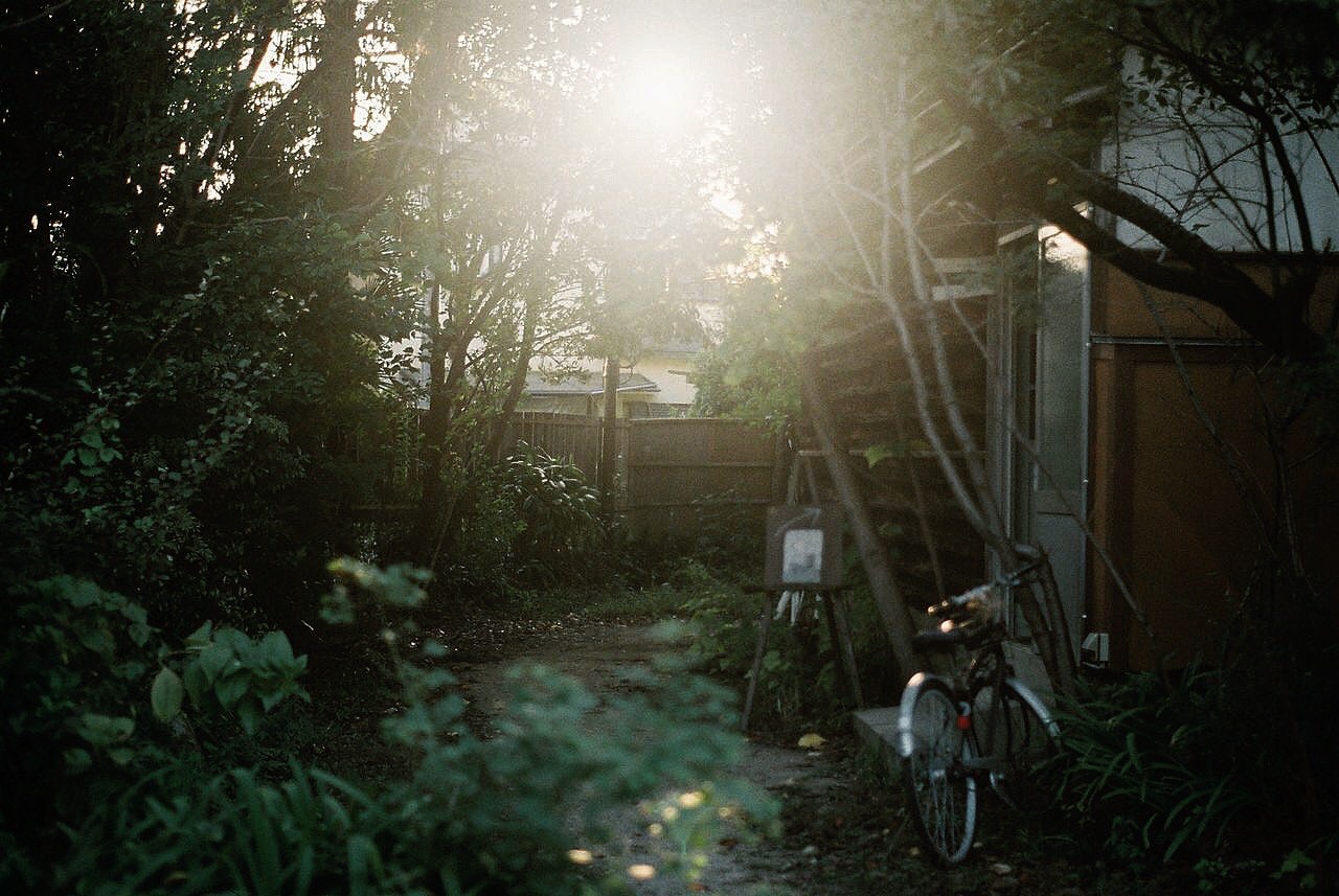 木々に囲まれた路地の自転車と朝の光