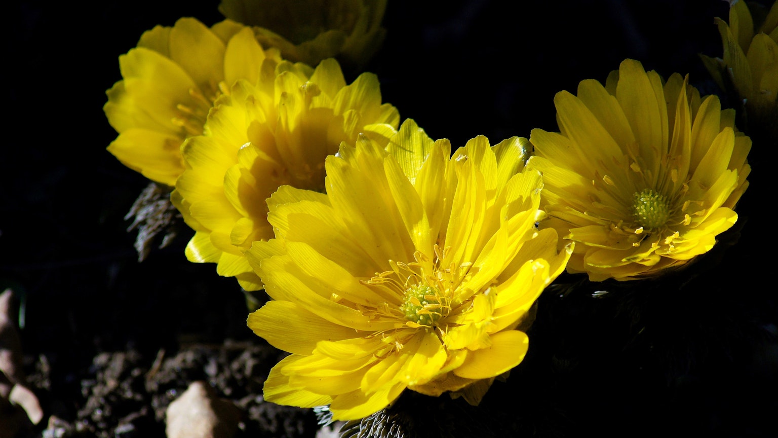 Fiori gialli vivaci che sbocciano su uno sfondo scuro