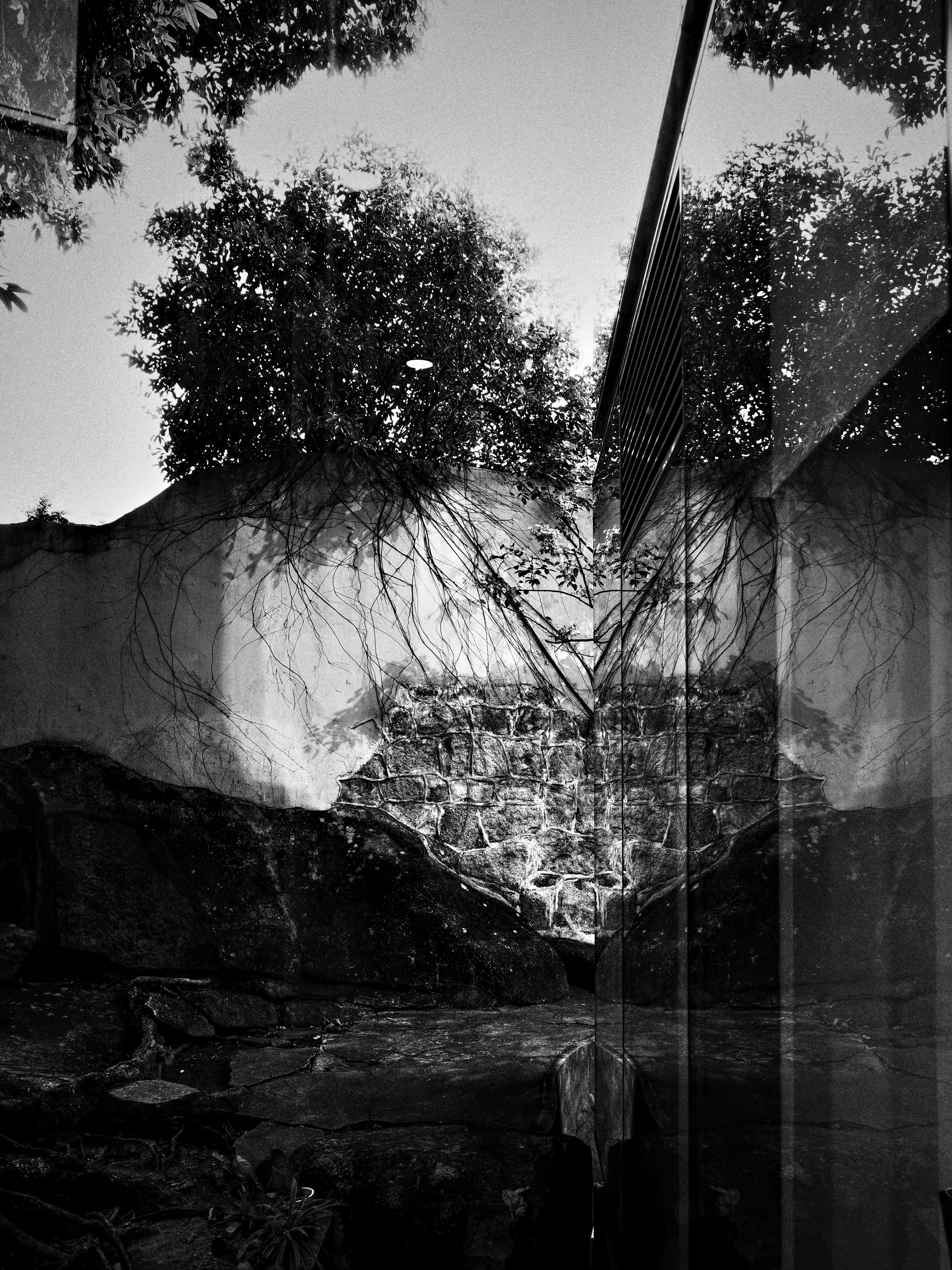 Monochrome double-exposure style landscape with tree shadows and a wall