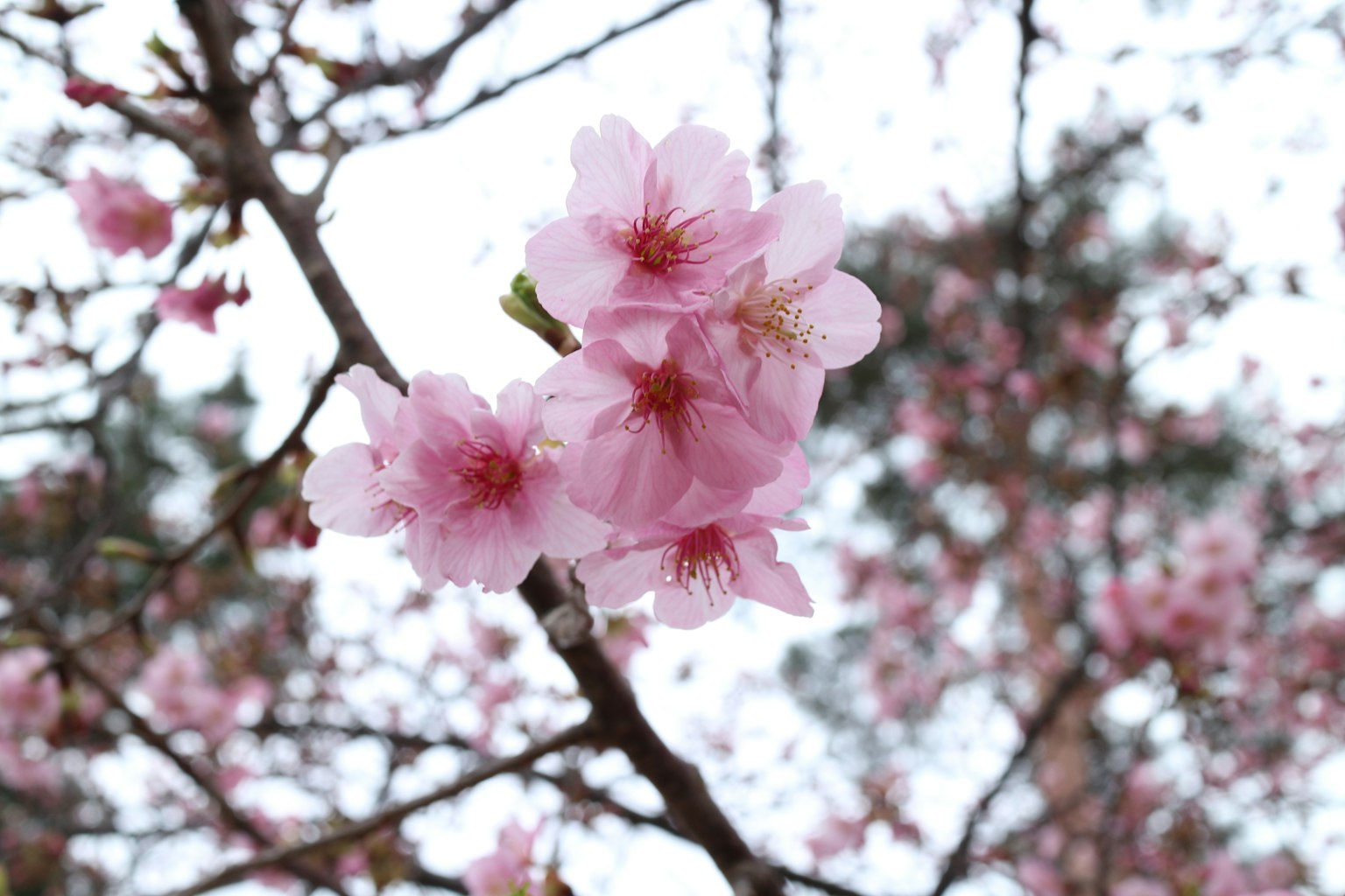 Close-up of cherry blossom flowers on branches