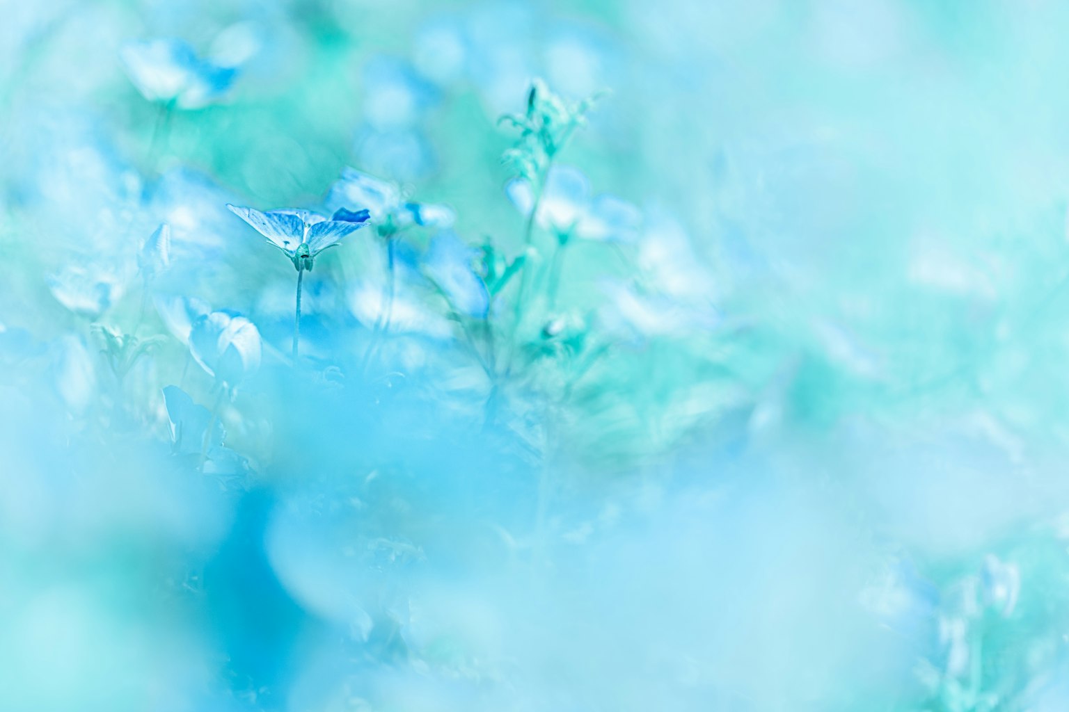 青い花がぼやけた背景の中に見える柔らかな風景