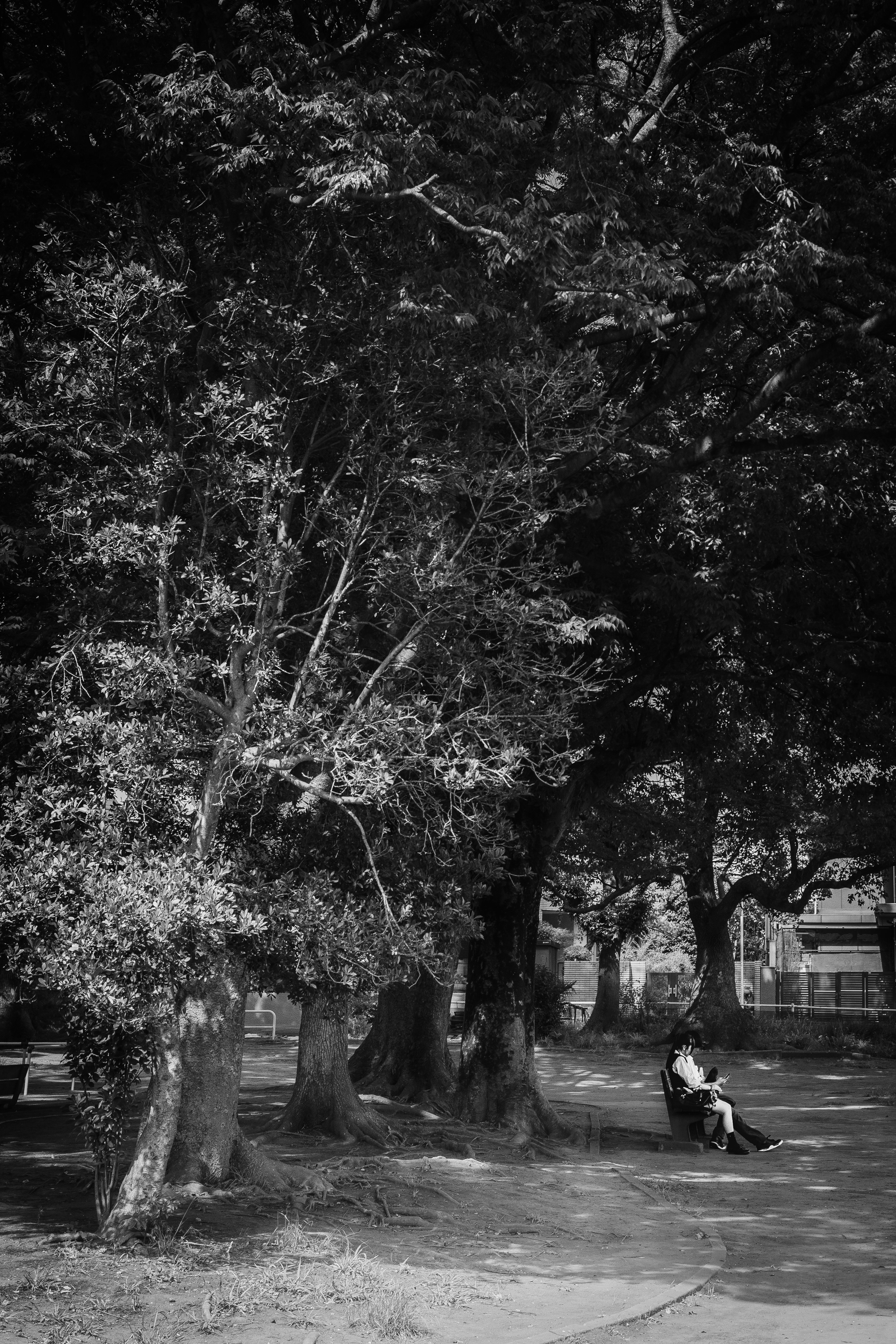park path with benches under trees