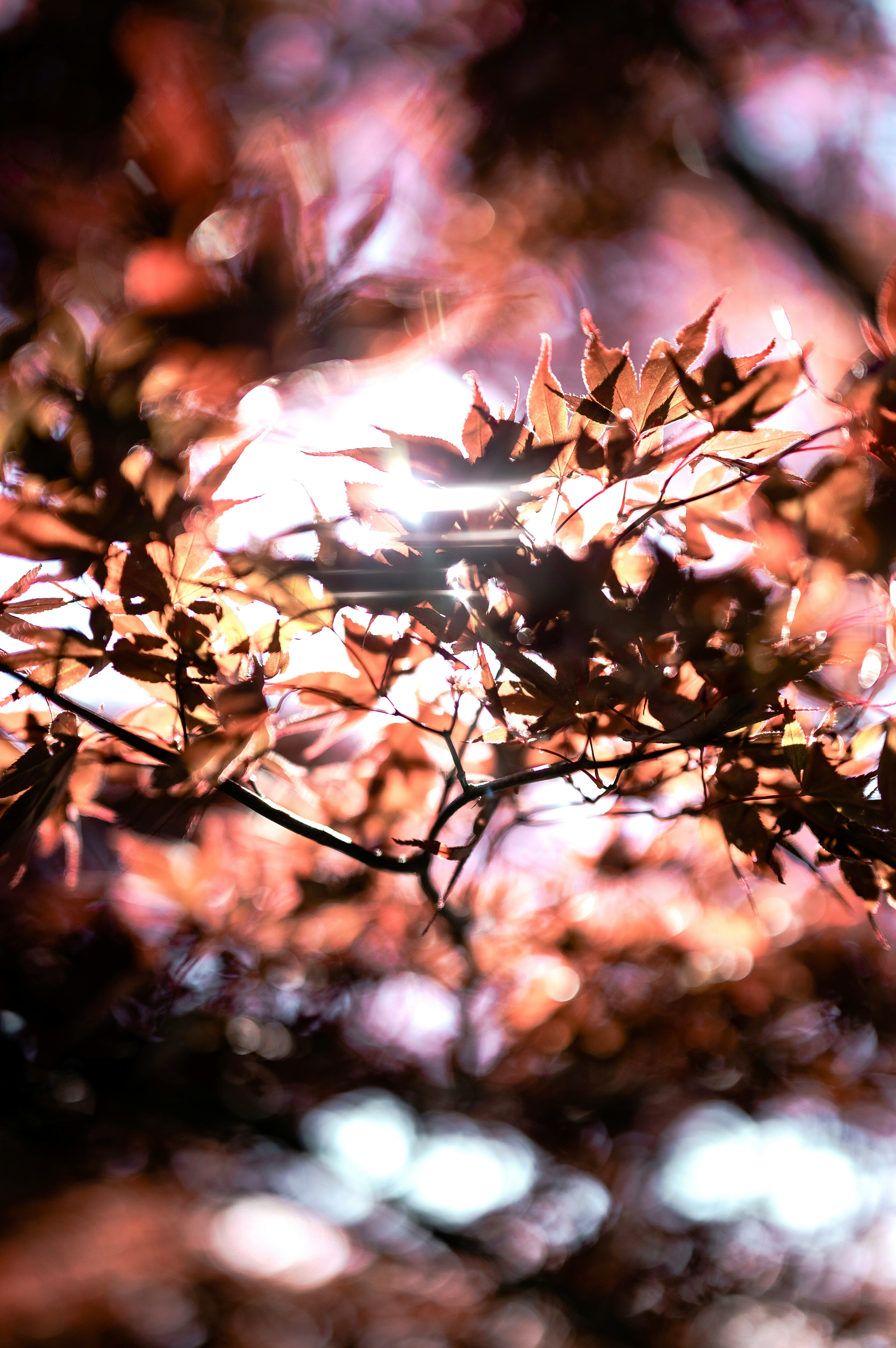 autumn blossoms on winter-bare branches
