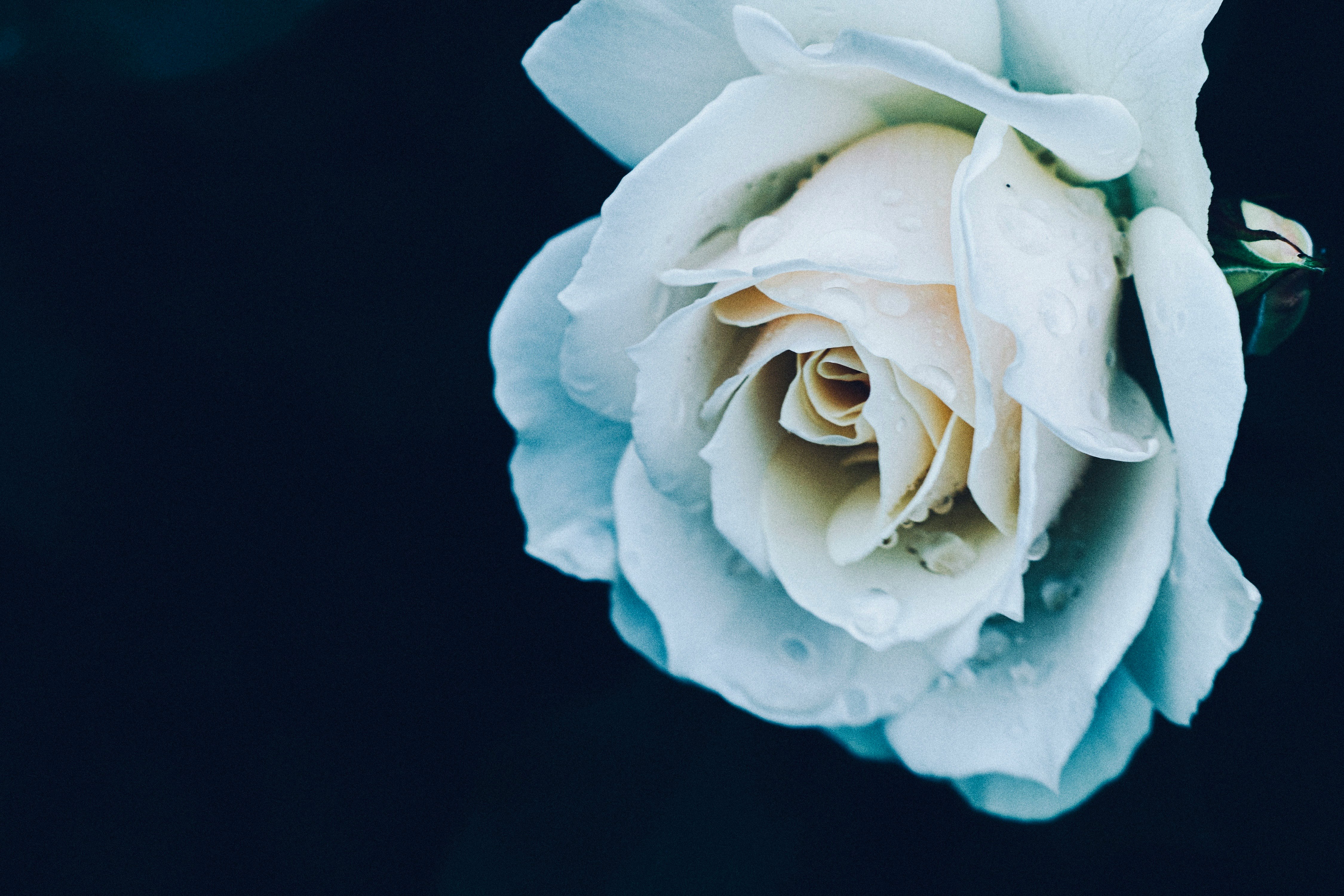 primer plano de una rosa blanca sobre fondo azul