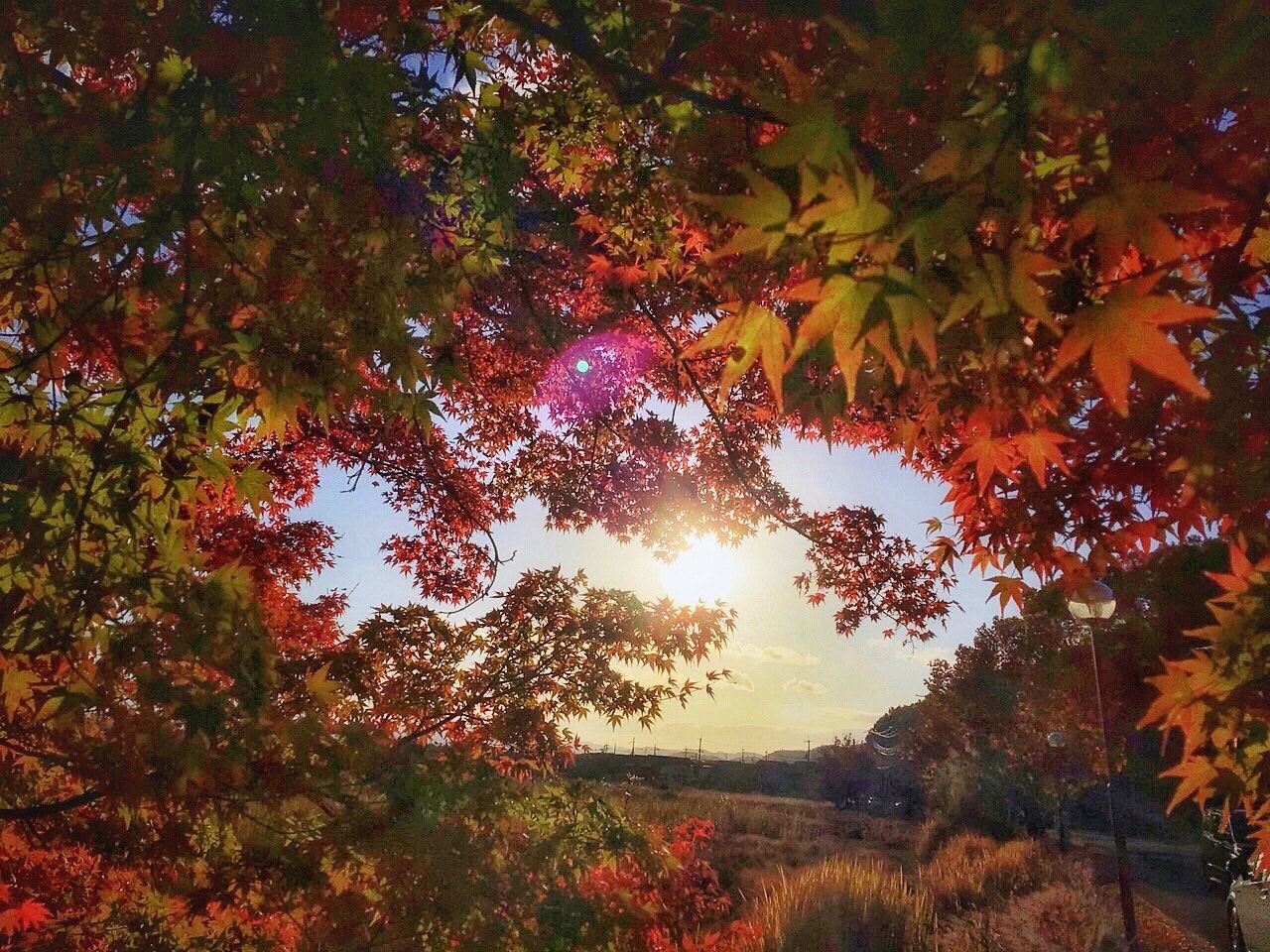 秋の京都の紅葉が木々の隙間から差し込む日の光