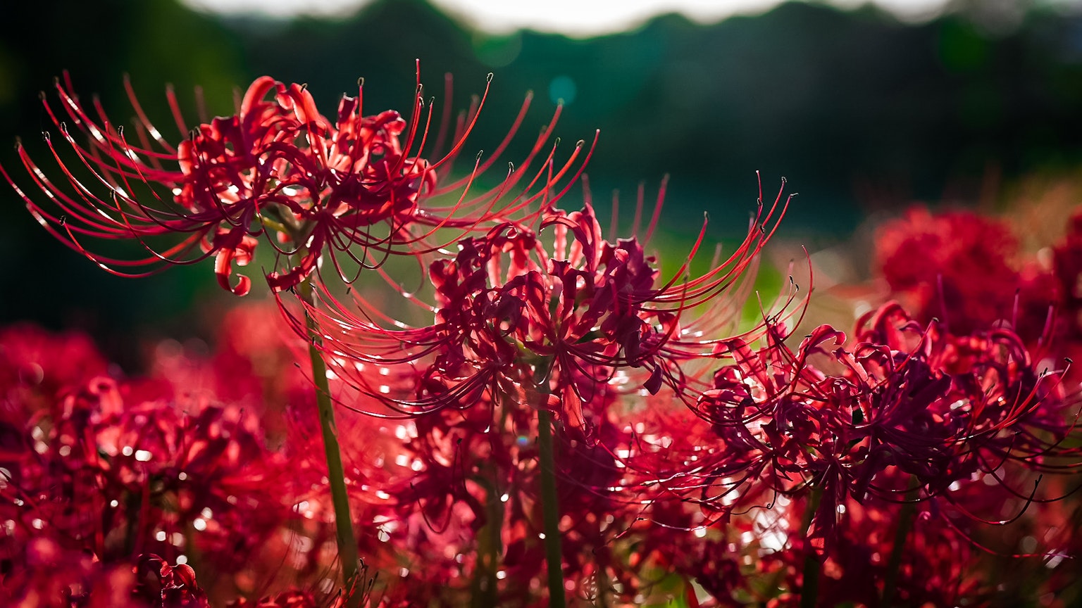 Fleurs rouges vibrantes en pleine floraison avec des arbres verts flous en arrière-plan