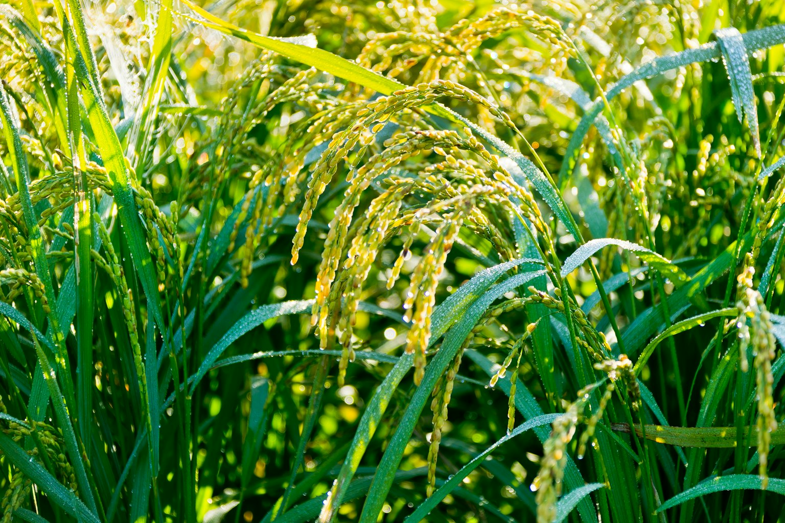 Lush green rice plants swaying gently in the breeze
