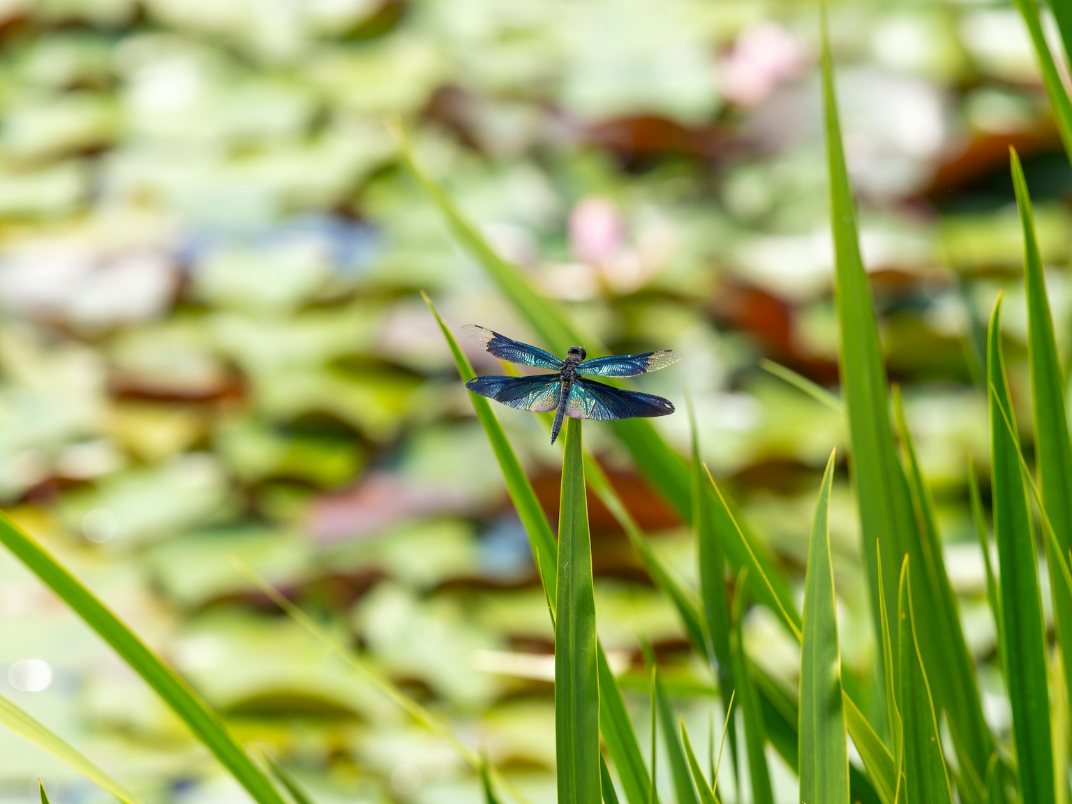 Blue dragonfly perched on green leaves over a pond