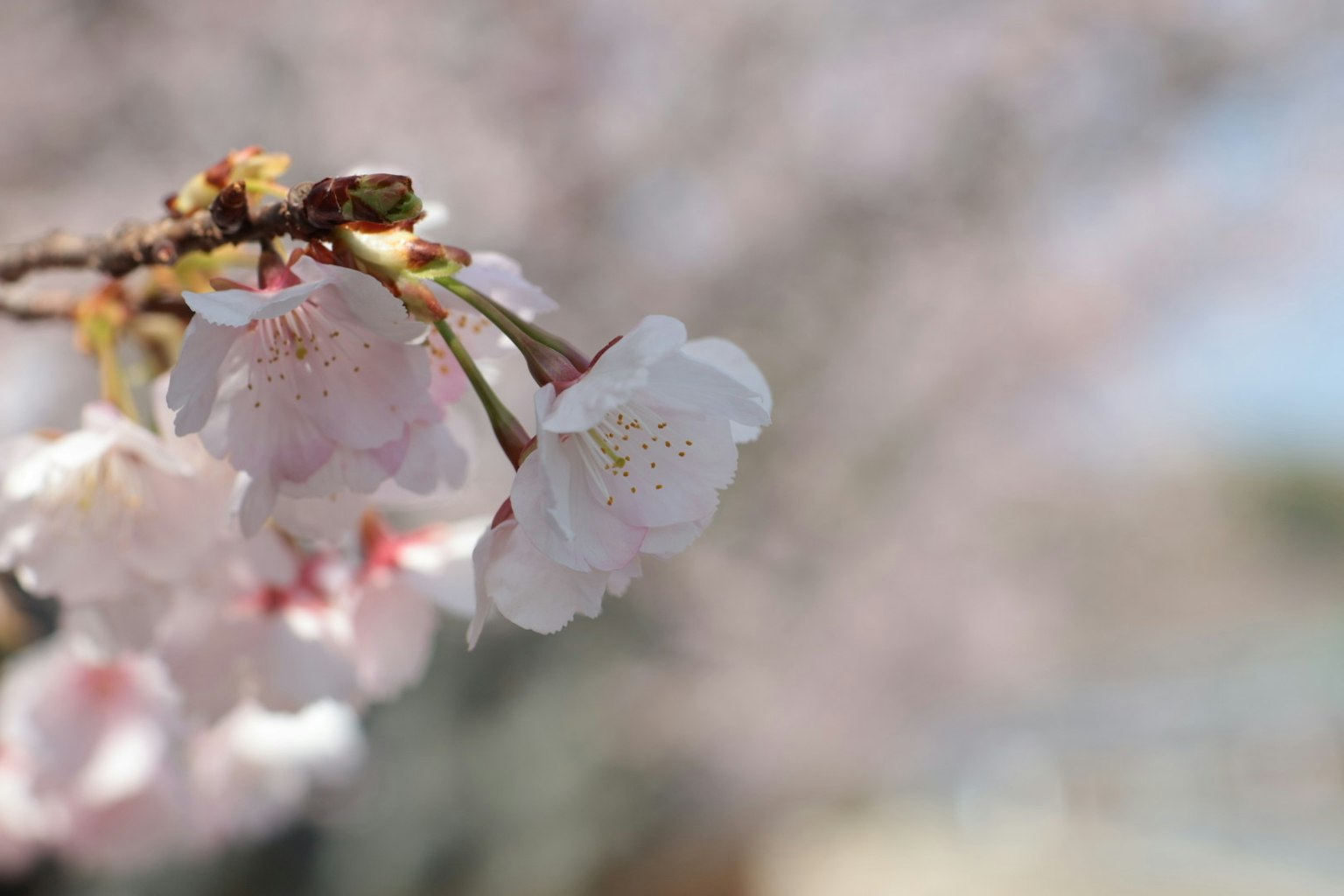 Kedekatan bunga sakura dengan latar belakang pohon sakura yang kabur