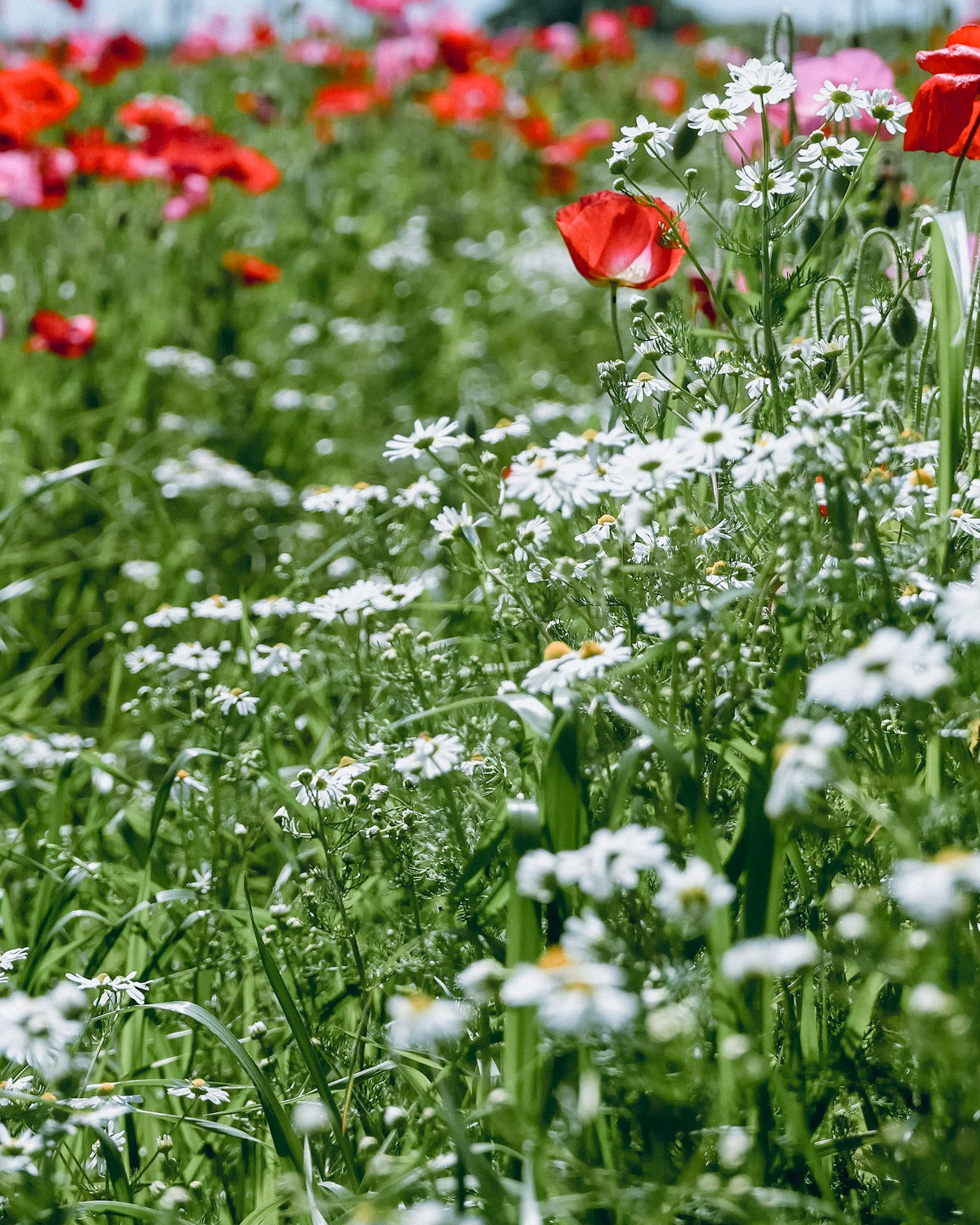 A field of colorful flowers with prominent white daisies and red tulips