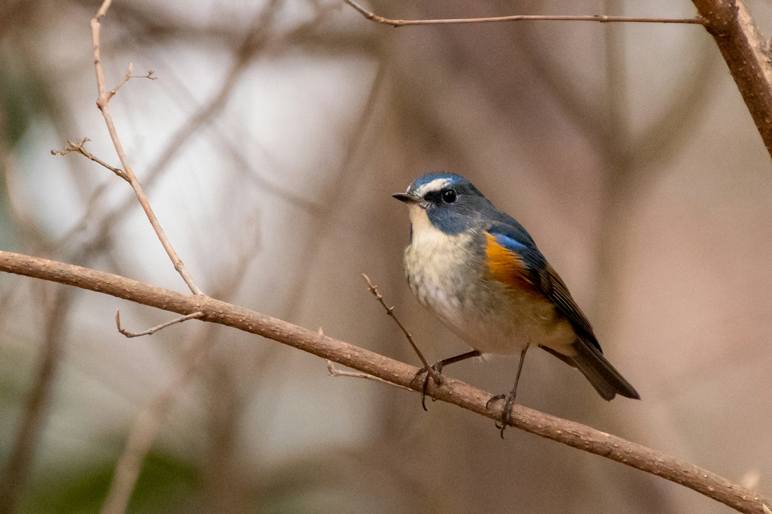 Un piccolo uccello con testa blu e pancia arancione appollaiato su un ramo