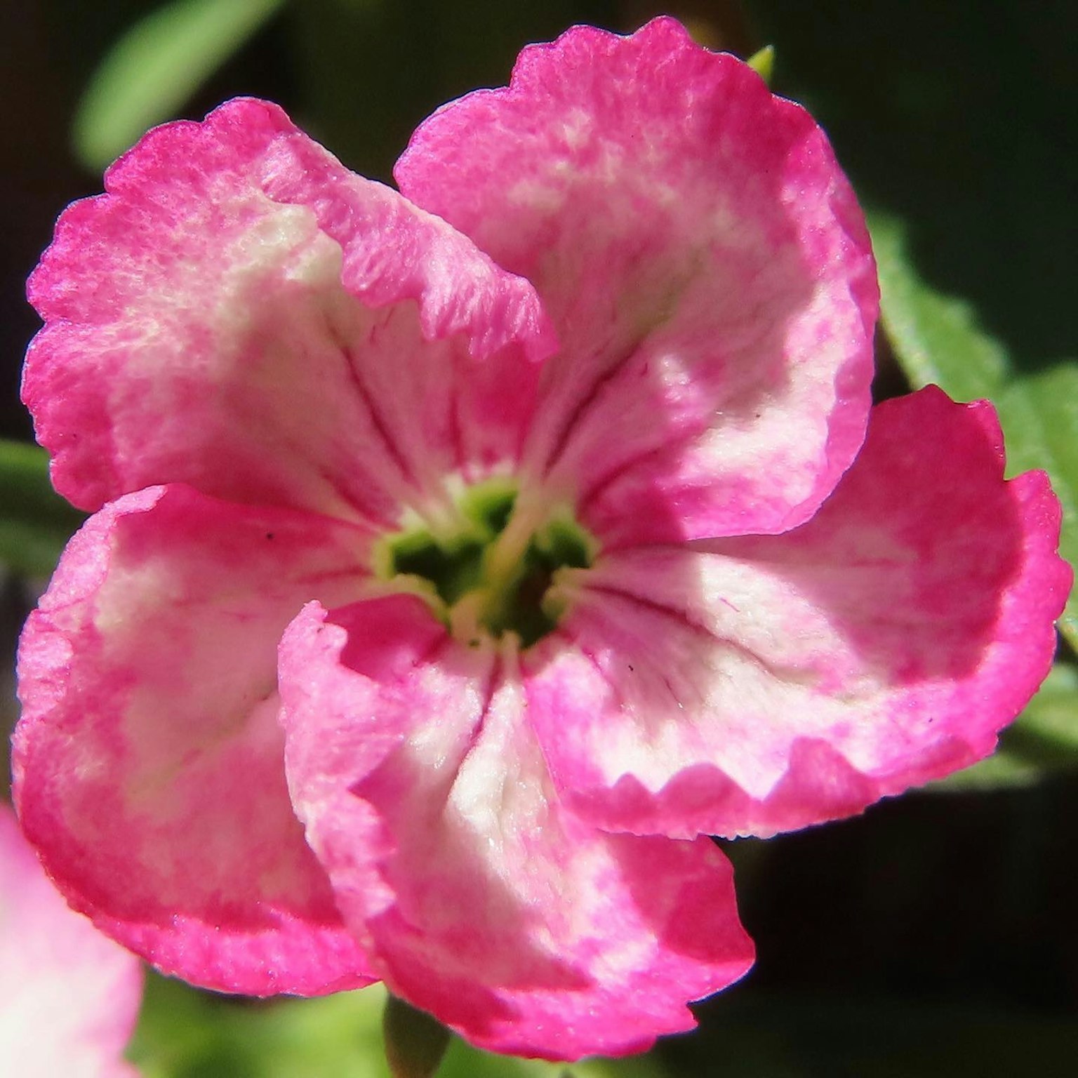 Una flor de petunia con pétalos rosa vibrantes