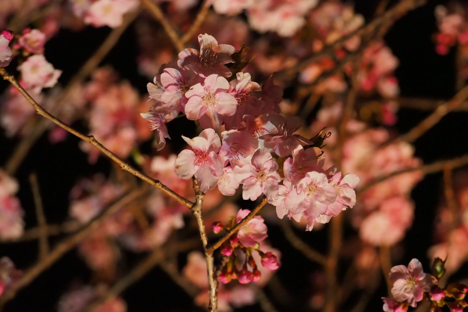 Close-up of cherry blossoms blooming at night