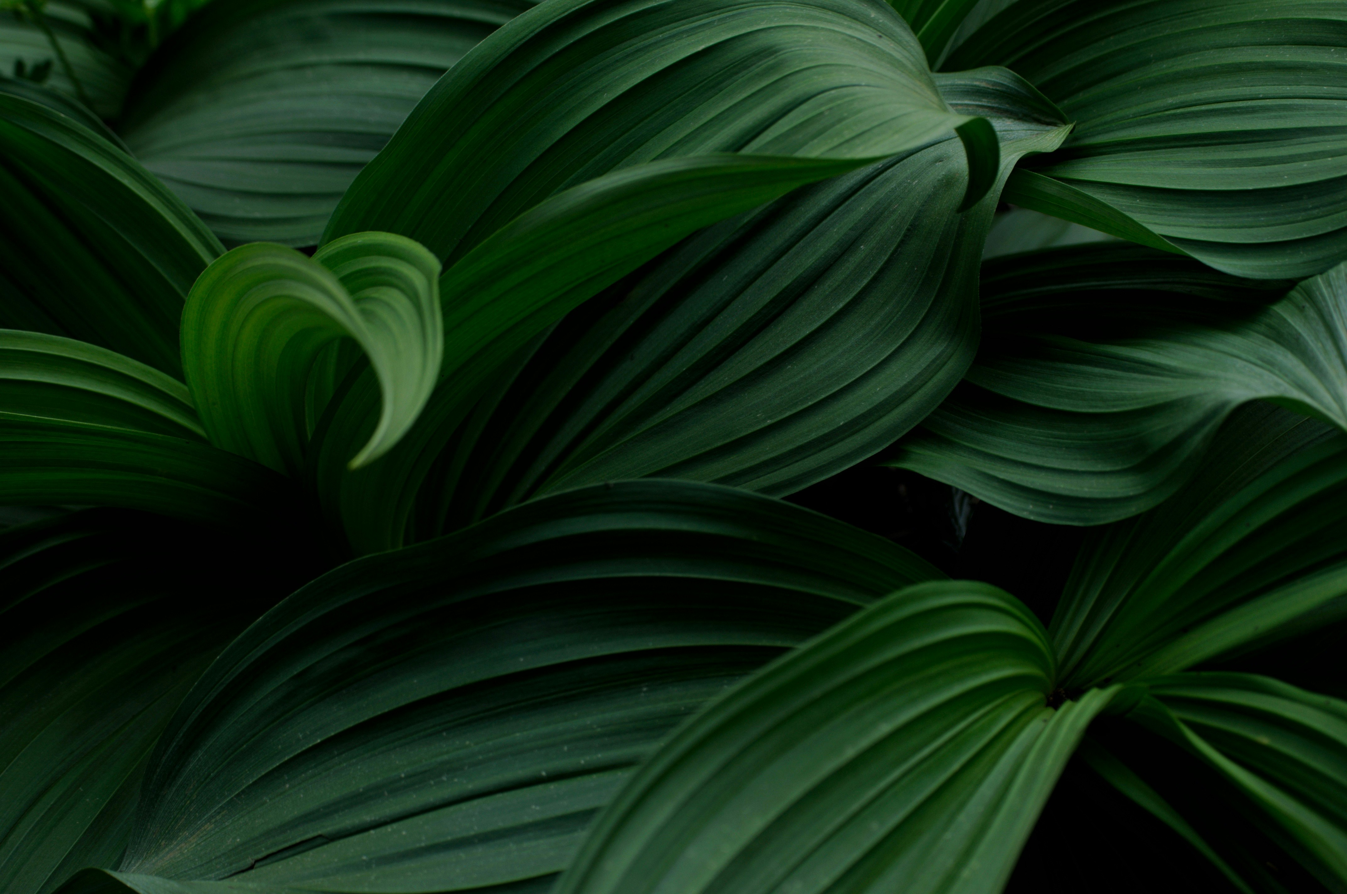 緑の葉が波のように重なる植物のクローズアップ
