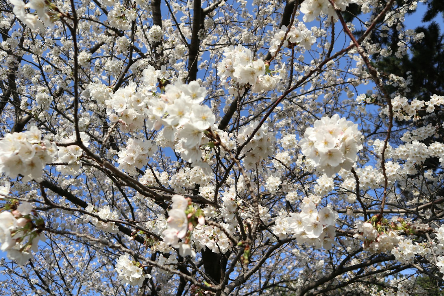 Cherry blossom branches filled with white flowers under a blue sky