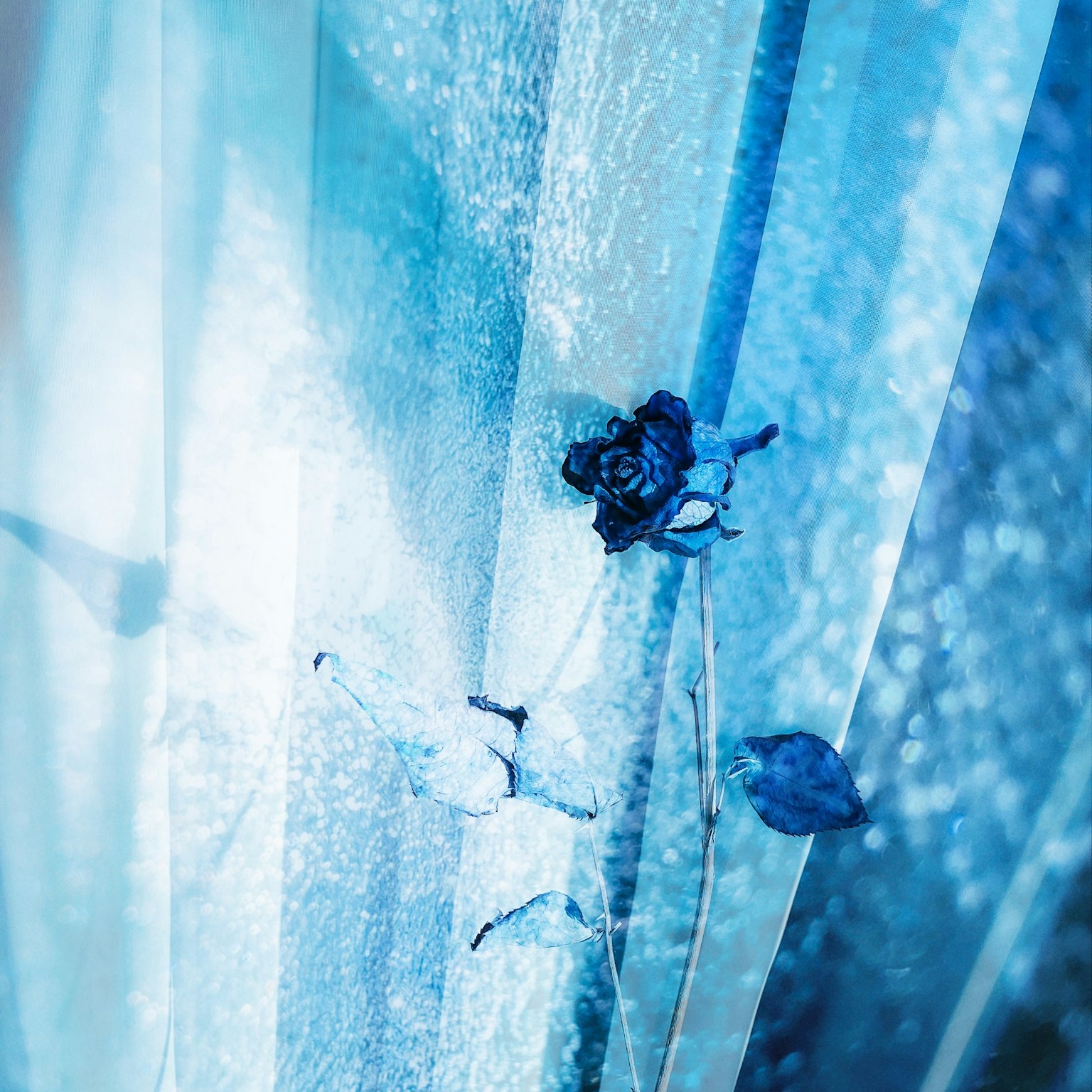 A beautiful image of dried flowers against a blue background