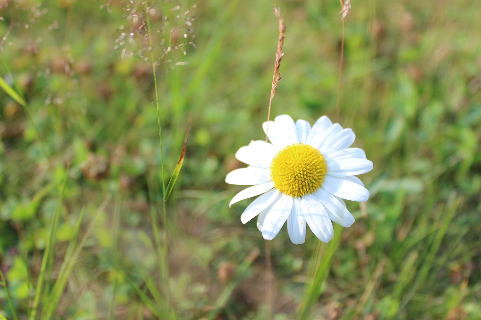 Daisy flower with white petals and yellow center surrounded by green grass