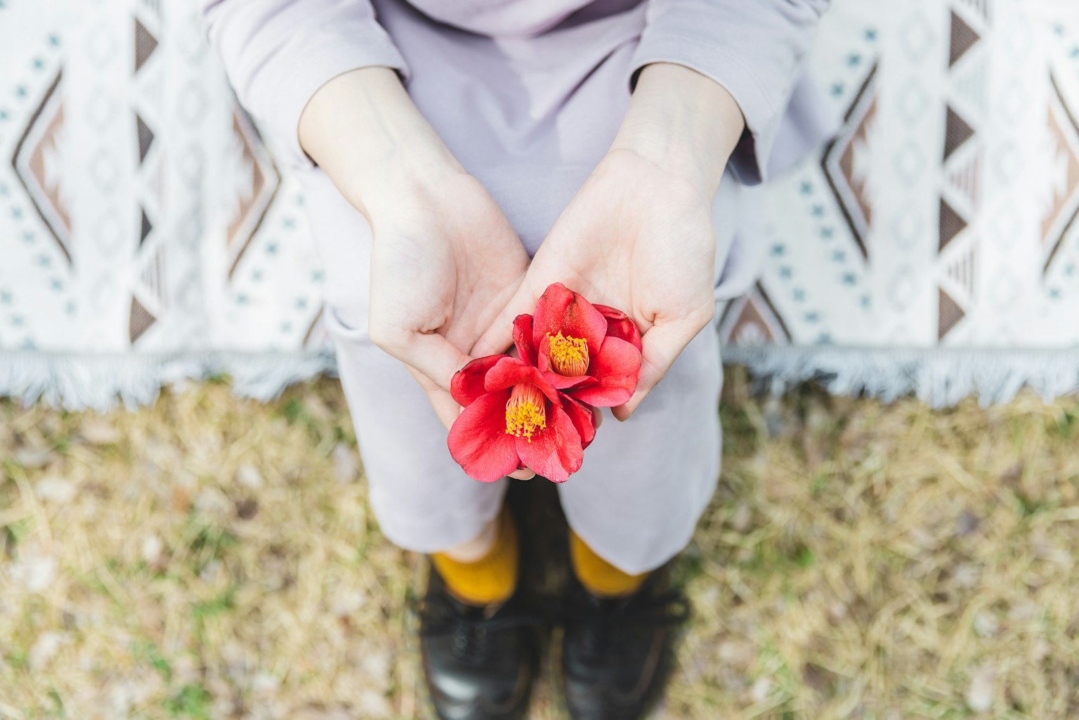 Persona che tiene fiori rossi tra le mani vista dall'alto