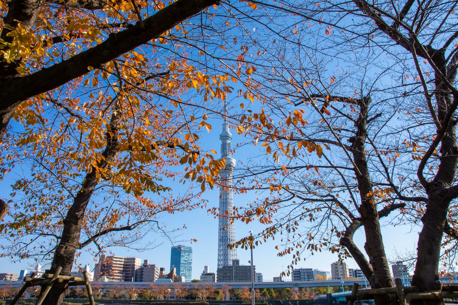 Tokyo Skytree im Rahmen von Herbstblättern
