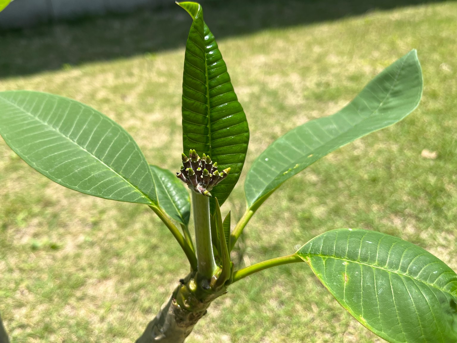 植物新芽的特寫，帶有郁鬱蔥蔥的綠葉