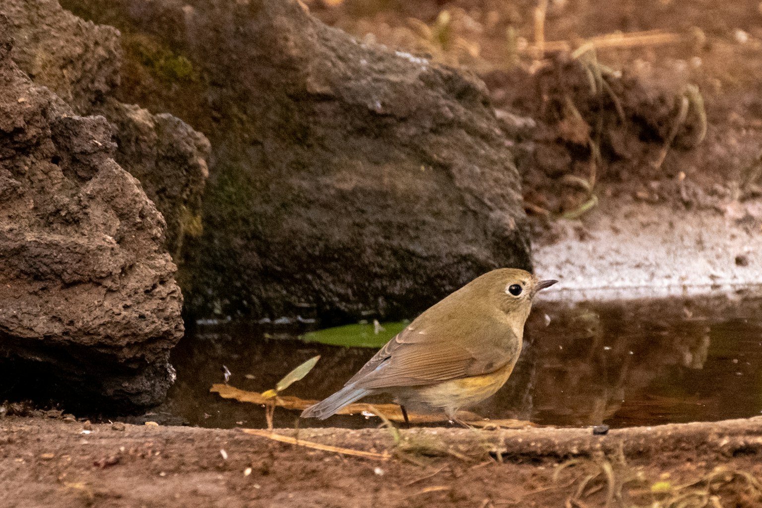 Un petit oiseau se tenant près d'une flaque d'eau avec un fond rocheux