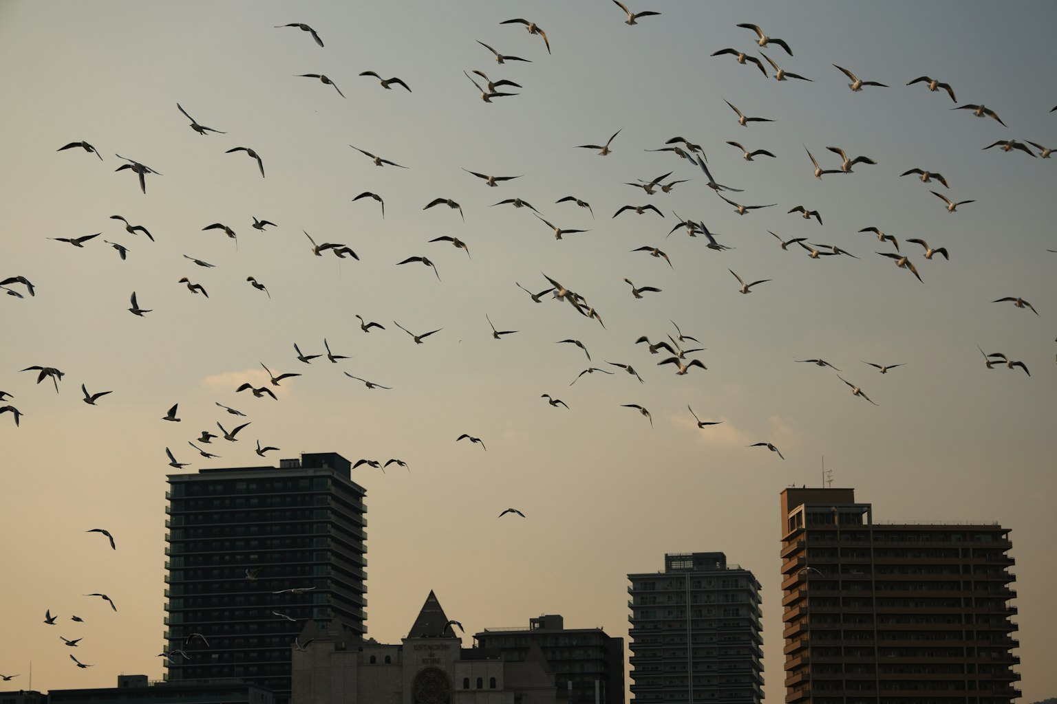 De nombreux oiseaux volant dans le ciel du crépuscule avec des bâtiments en silhouette