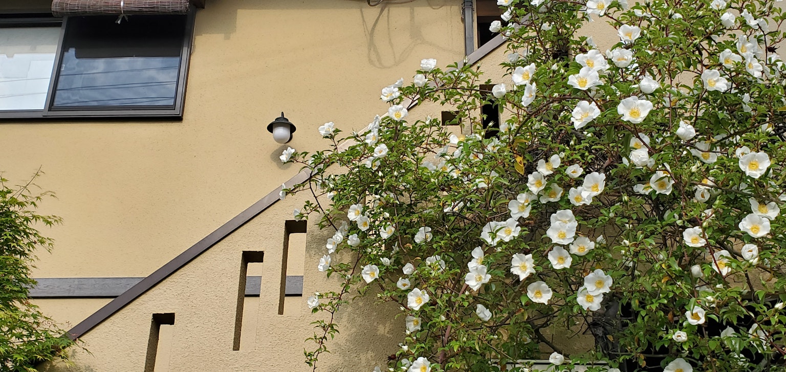 Une maison aux murs jaunes avec des fleurs blanches grimpantes