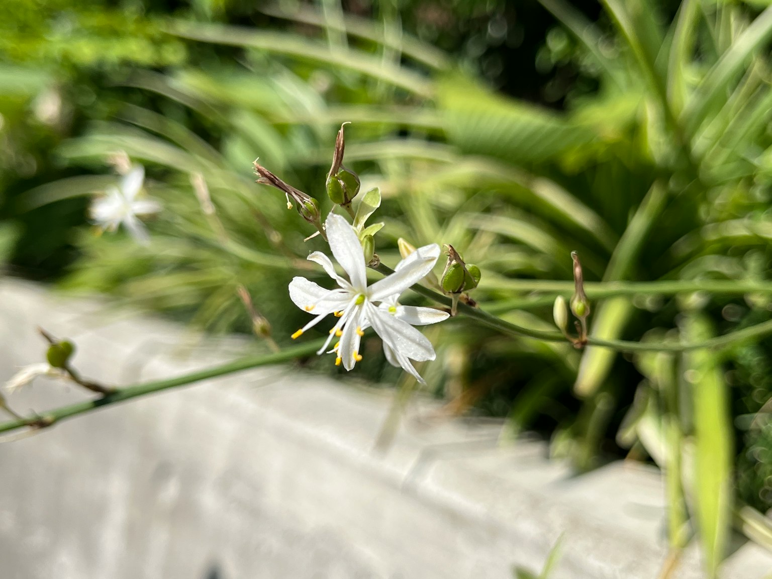Primo piano di un fiore bianco su una pianta con foglie verdi sullo sfondo