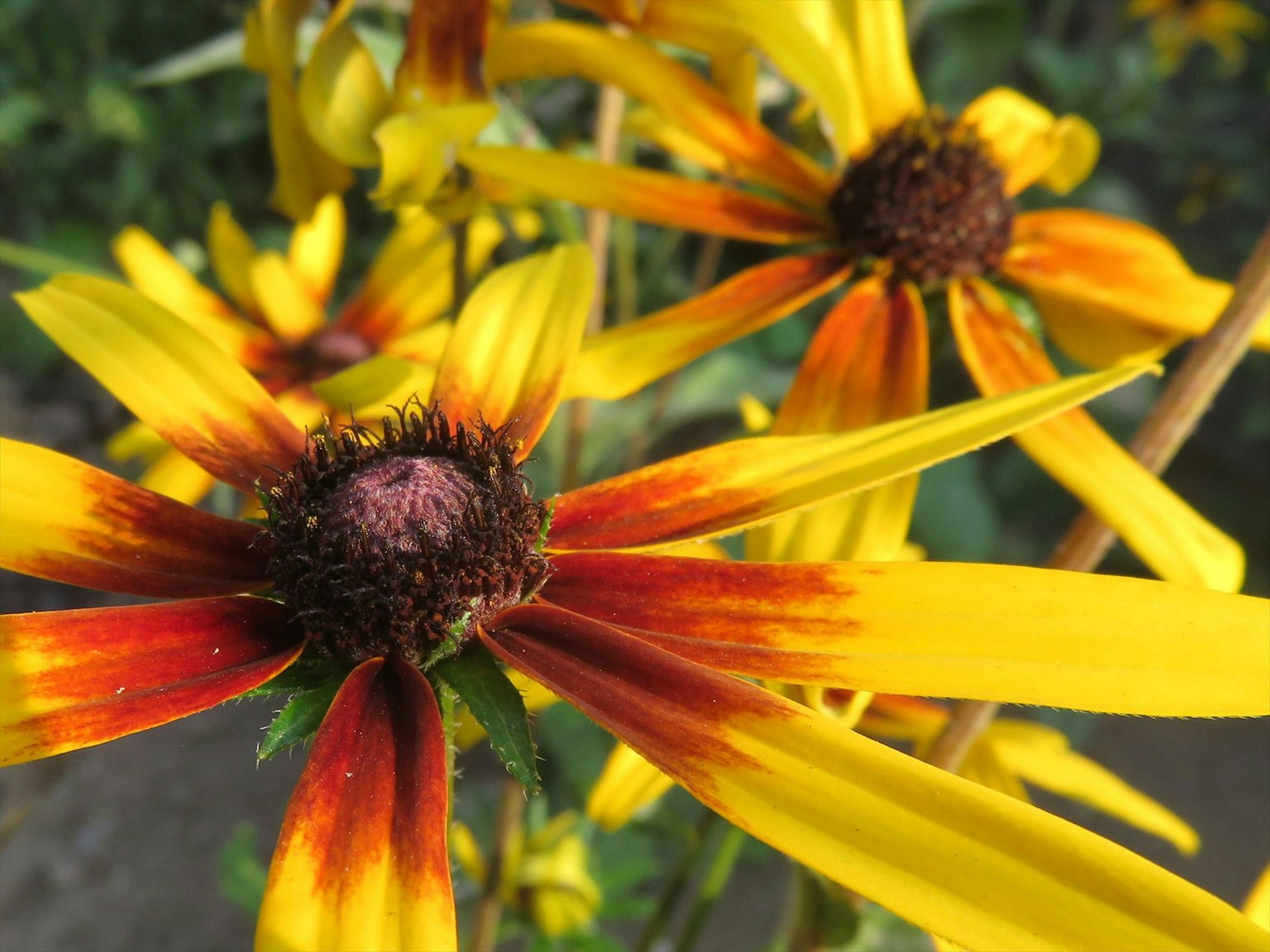 Nahaufnahme von Blumen mit leuchtend gelben und roten Blütenblättern
